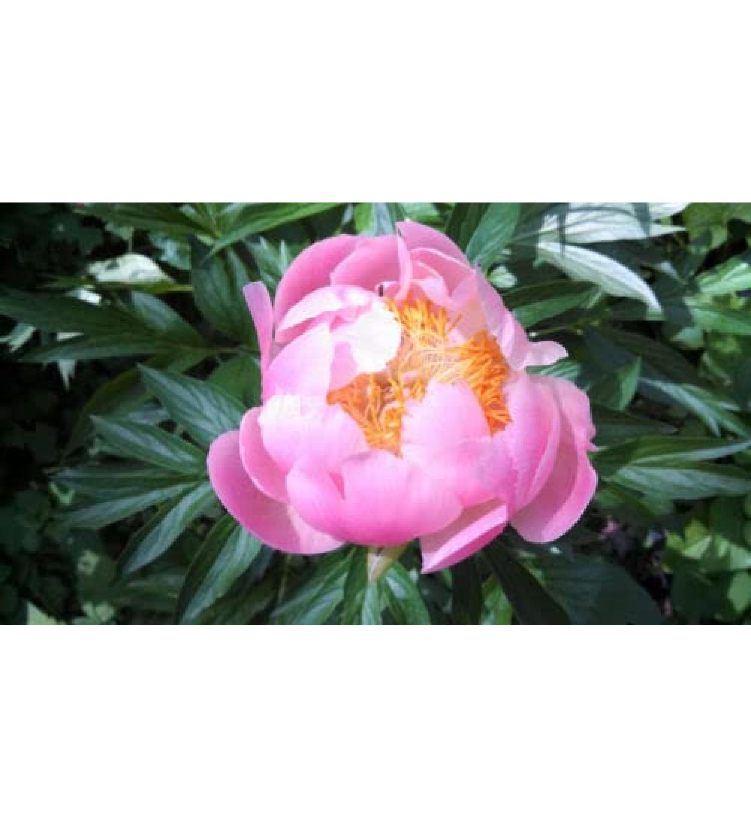 5 SEMI DI PEONIA "Abalone Pearl"