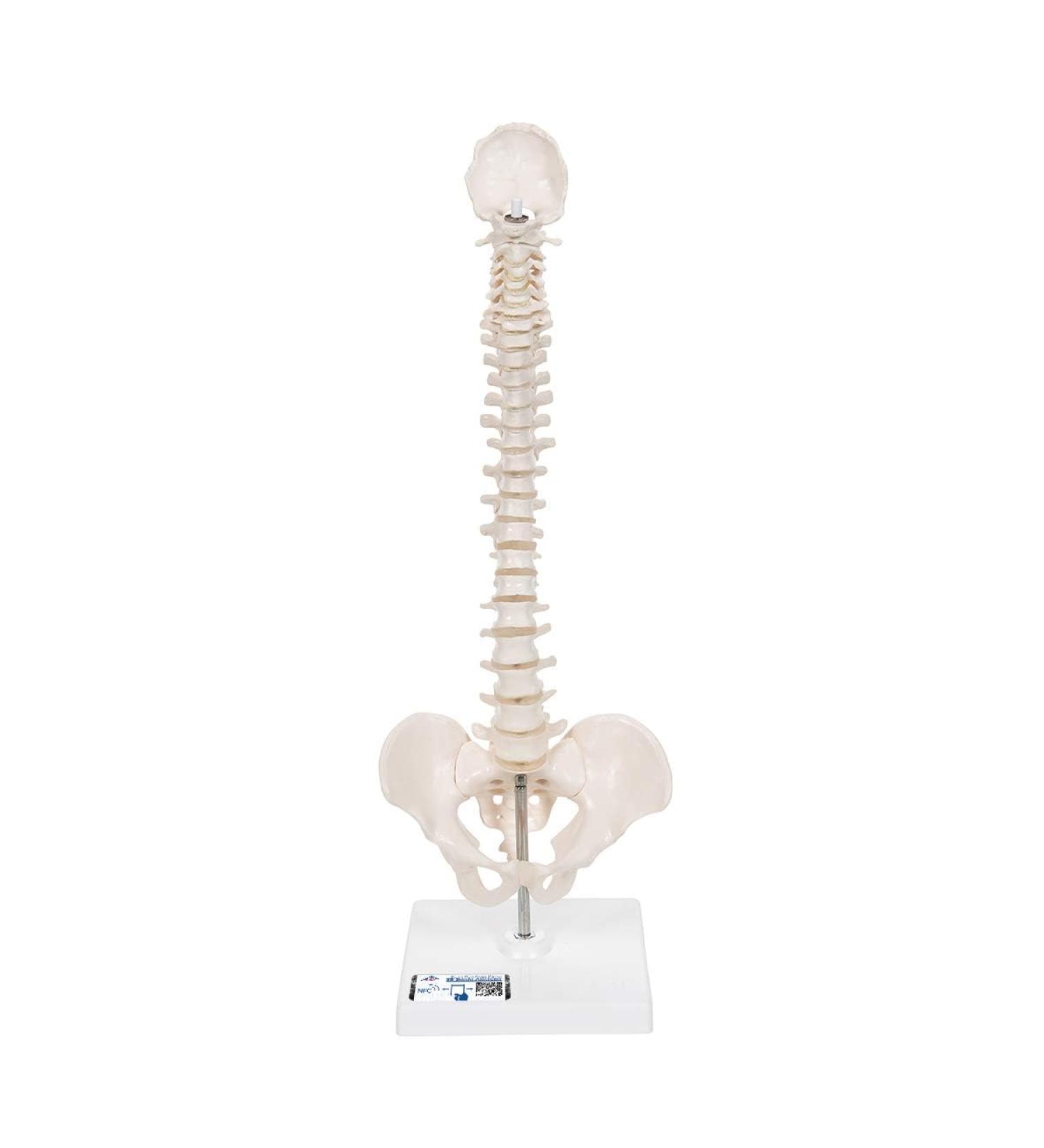 3B Scientific A18/21 Mini Human Spinal Column Model "Flexible" on Base 17.3-Inch Height - Buy Online on GoSupps.com