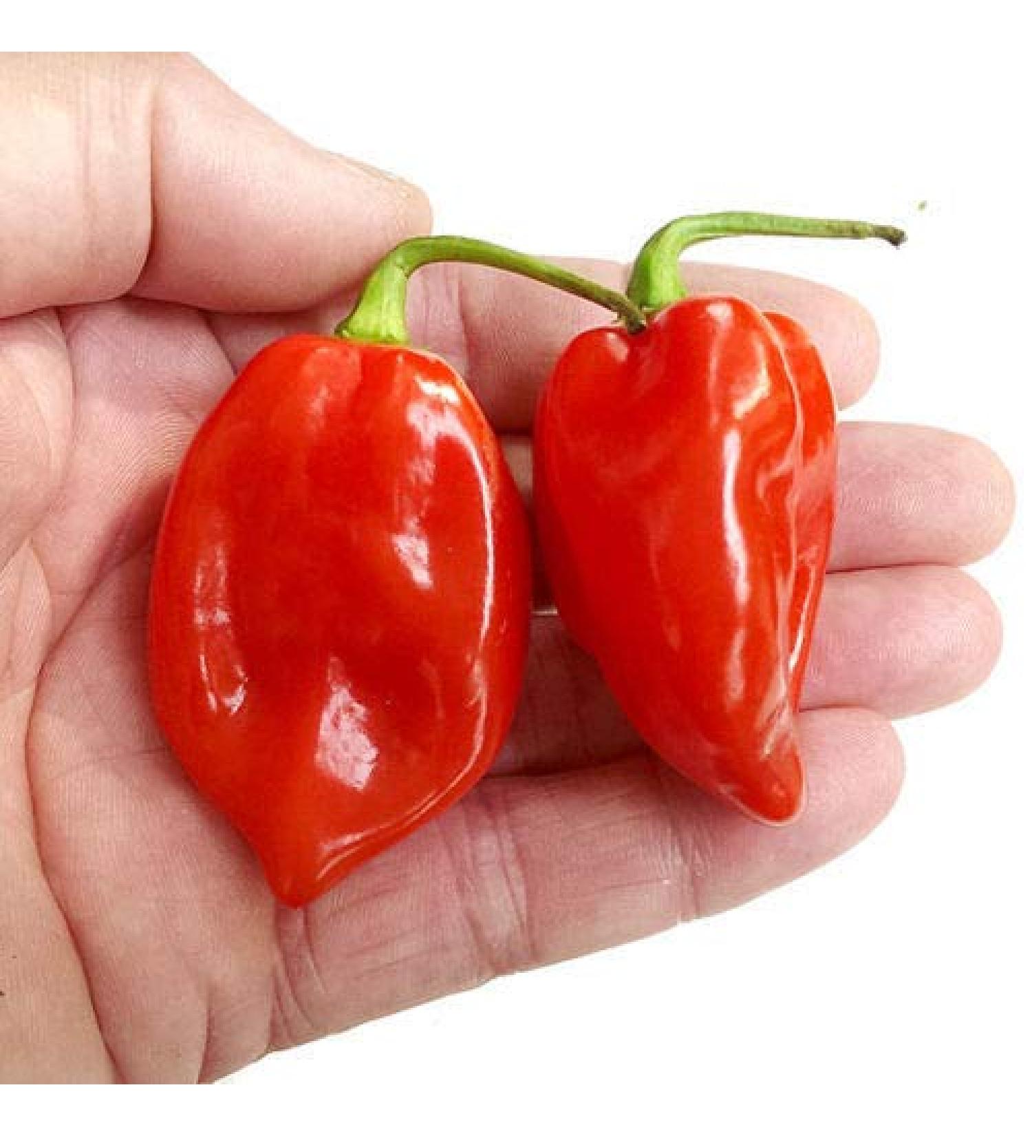 Portal Cool Hot Chilli Pepper Red Savina Habanero 10 Semi Vendita