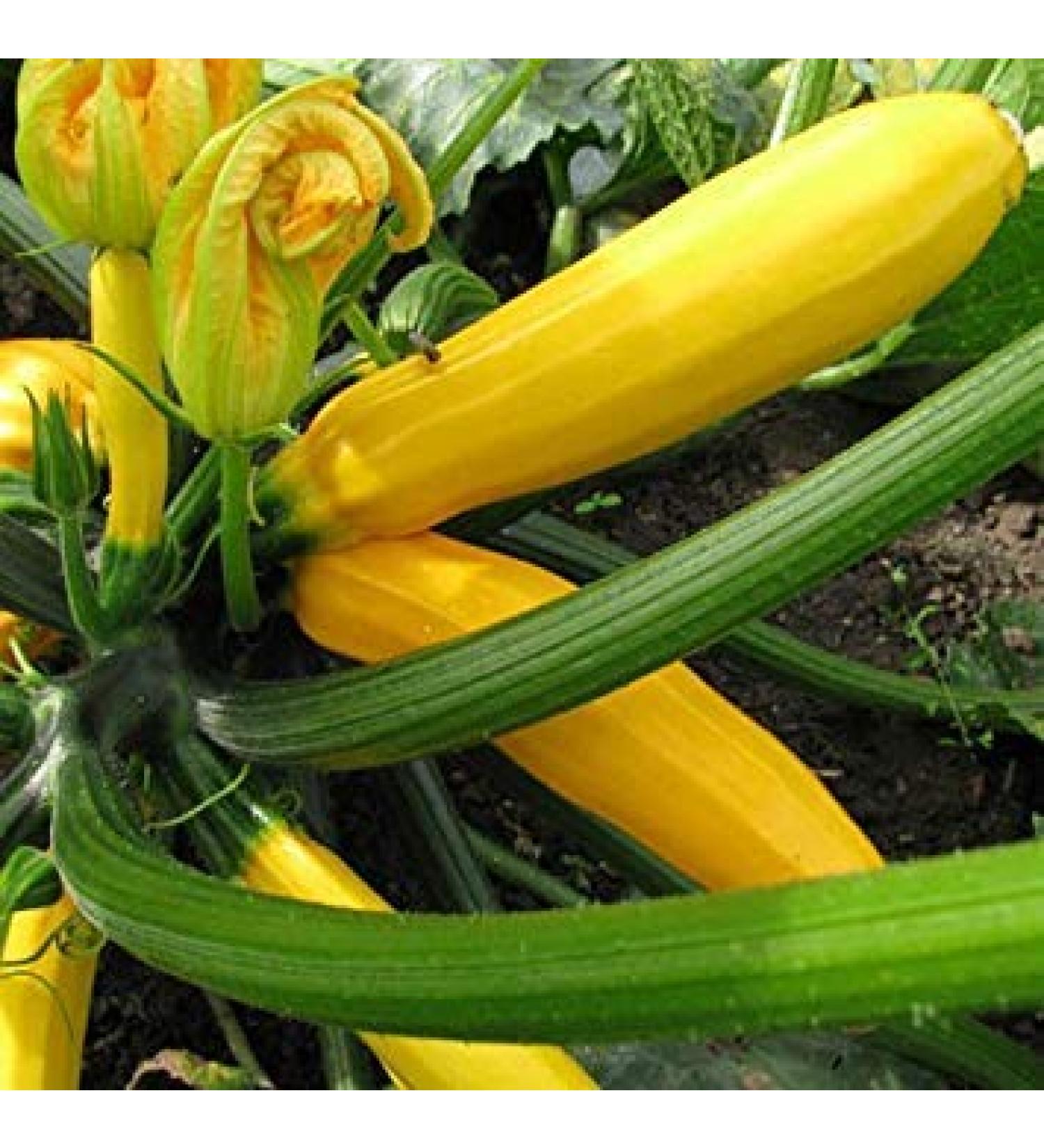 Germinazione I Semi: 50 - Semi: Oro Zucchini' Estate Squash !!! Luminoso colorato e cos Gustoso
