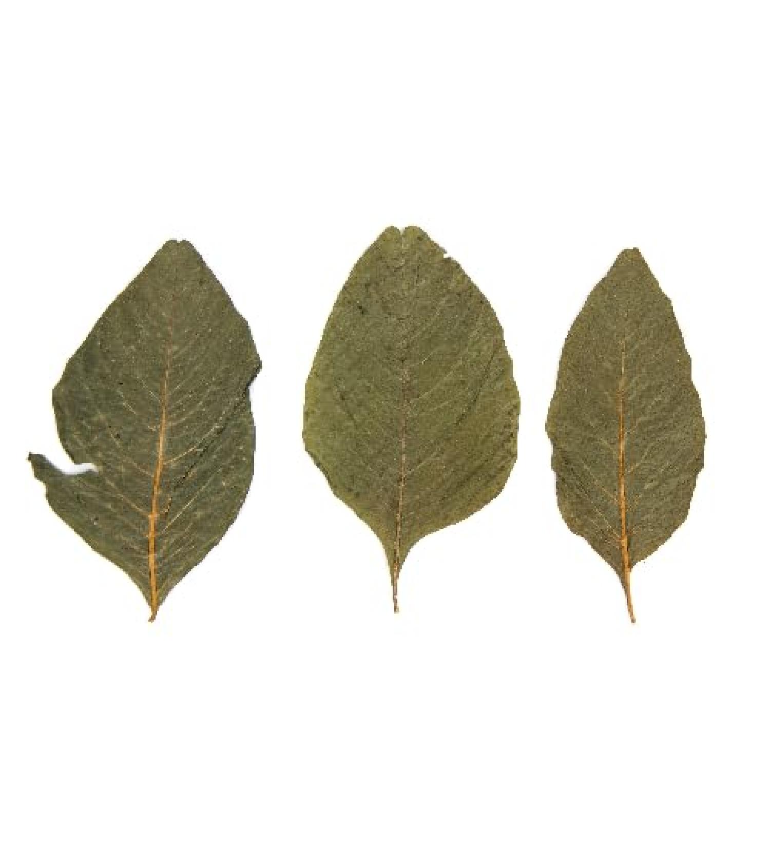 NewCal Amaranth Leaves - 20 Pack (2-4'')