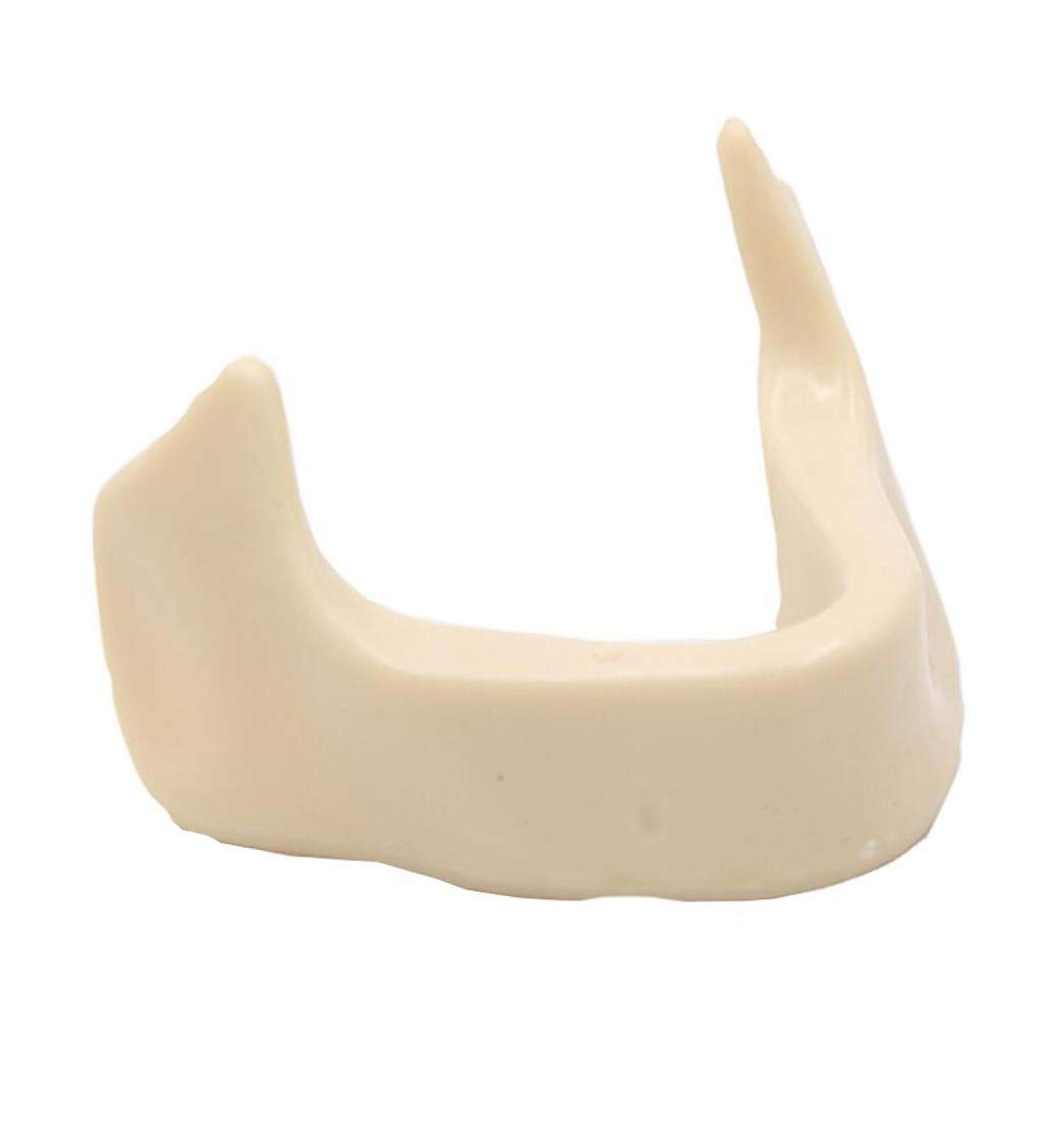 Shop Dental Teeth Model Upper Jaw - No Gums Ideal for Implant Practice & Demonstration | International Shipping Available - Buy Online on GoSupps.com