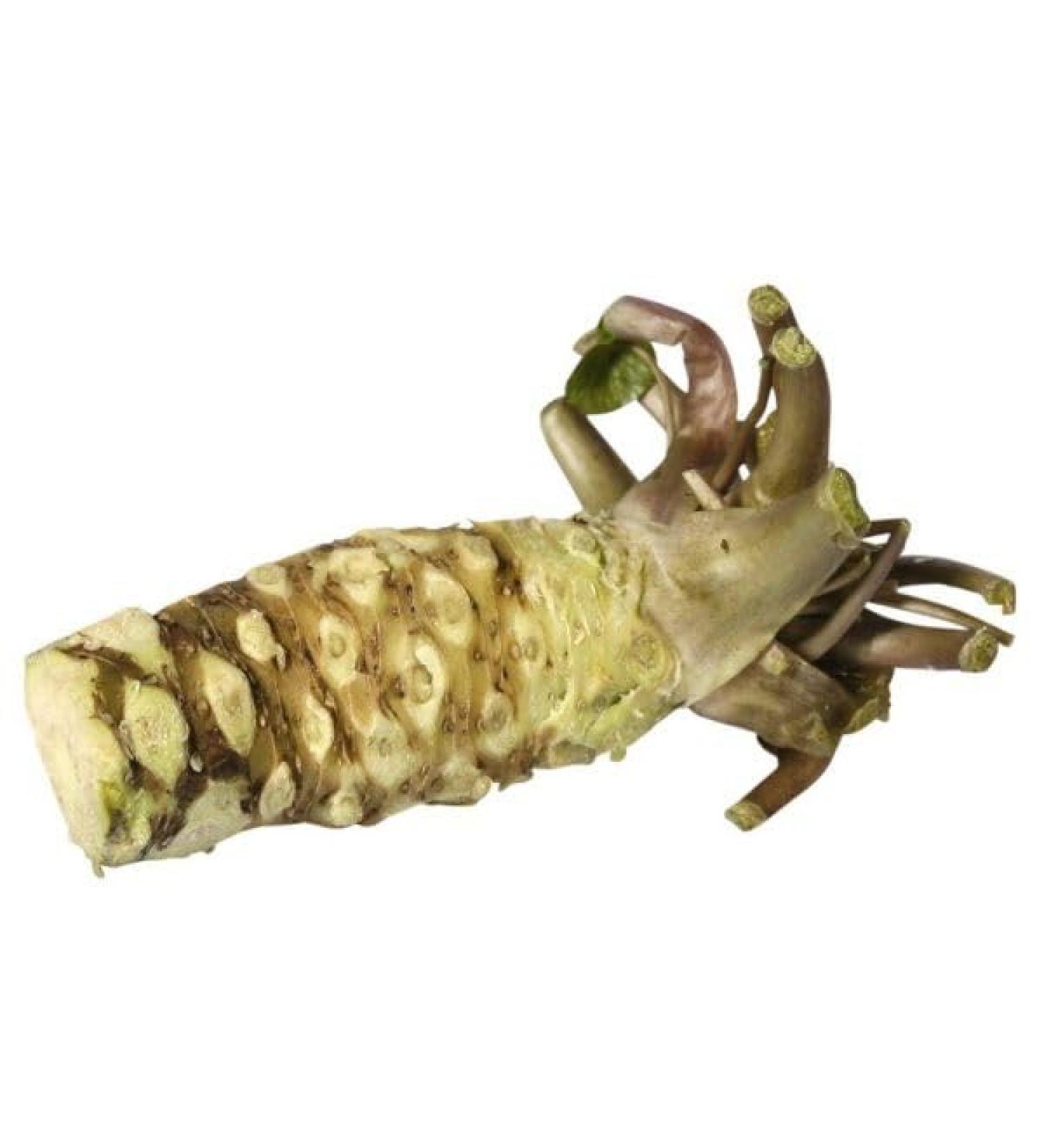 Fresh Wasabi Root (+/-65-80g)
