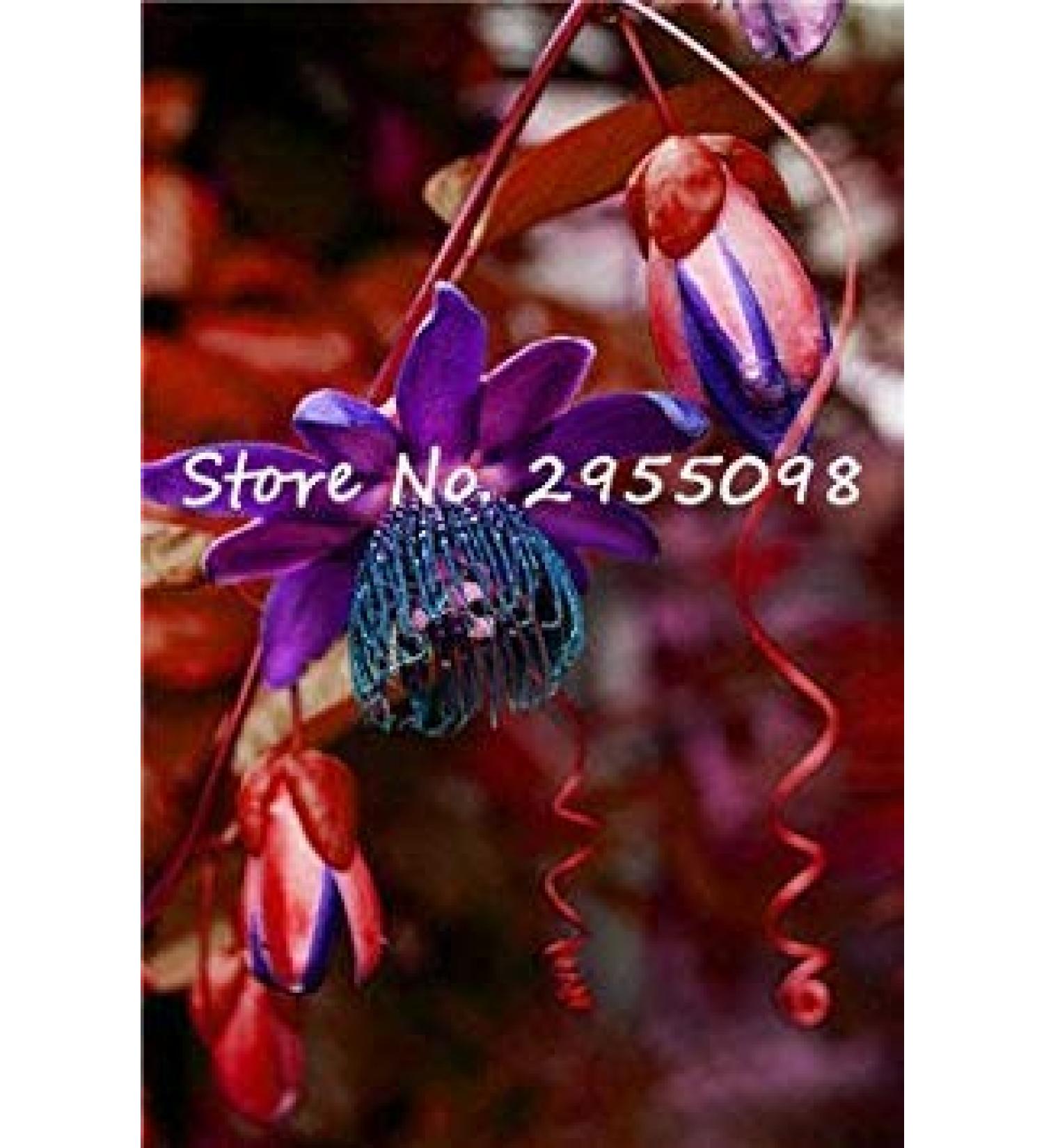 Offerta Speciale! Impianto al Coperto Passion Misto Semi di Fiore raro Semi di Frutta iet Completa Il germogliamento Tasso del 95% Migliore Regalo 100pcs 8