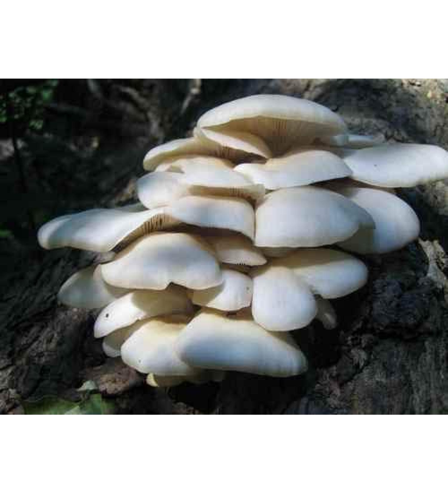 30 G Bianco Oyster Mushroom Pleurotus ostreatus Dry Grain micelio Ucraina 10g o 30G