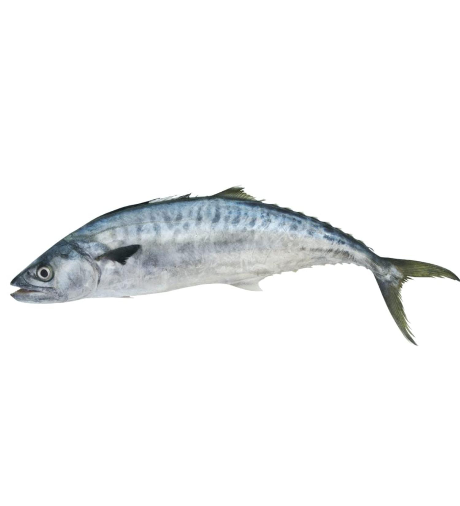 Fresh Whole King Fish 1 kg