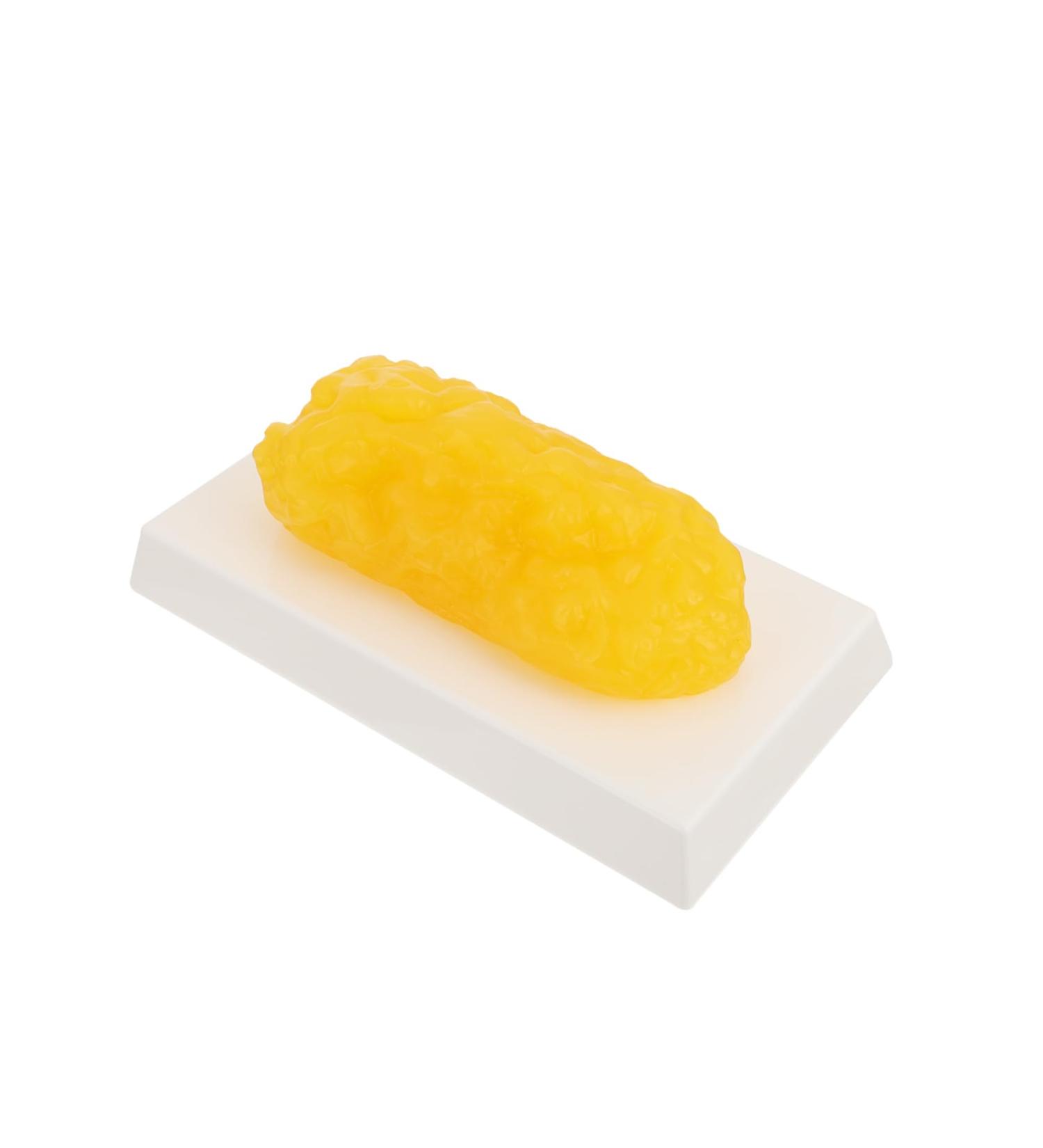 ULTECHNOVO 2pcs Fat Model Plastic Demonstration Device Plastic Anatomical Fat Birthday Headband Body Fat Module - Buy Online on GoSupps.com