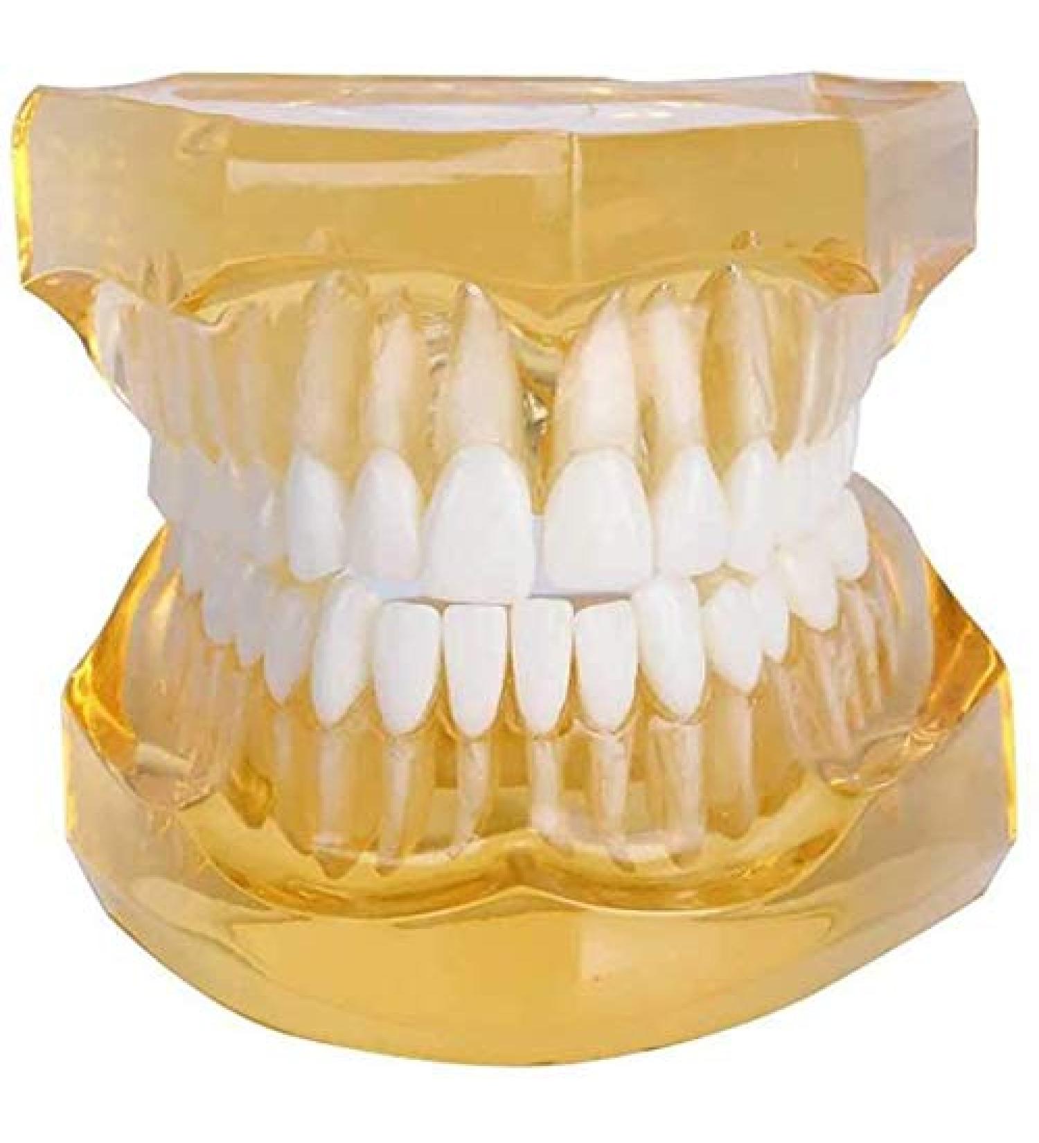 LBYLYH Adult Tooth Replica Model - Medical Dental Teaching Tool for Professionals | International Shipping - Buy Online on GoSupps.com