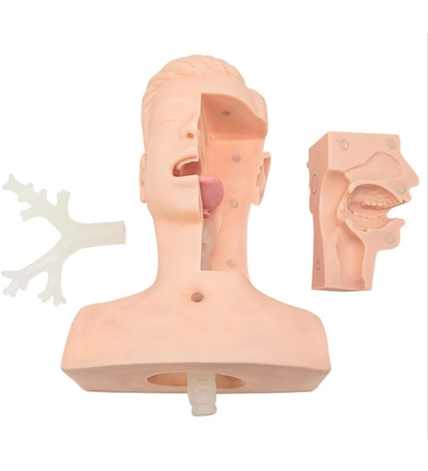 CHROX PVC Nasal Cavity Oral Suction Training Model (Medical Model) Advanced Suction Practice Model for Nursing Medical Training - Buy Online on GoSupps.com