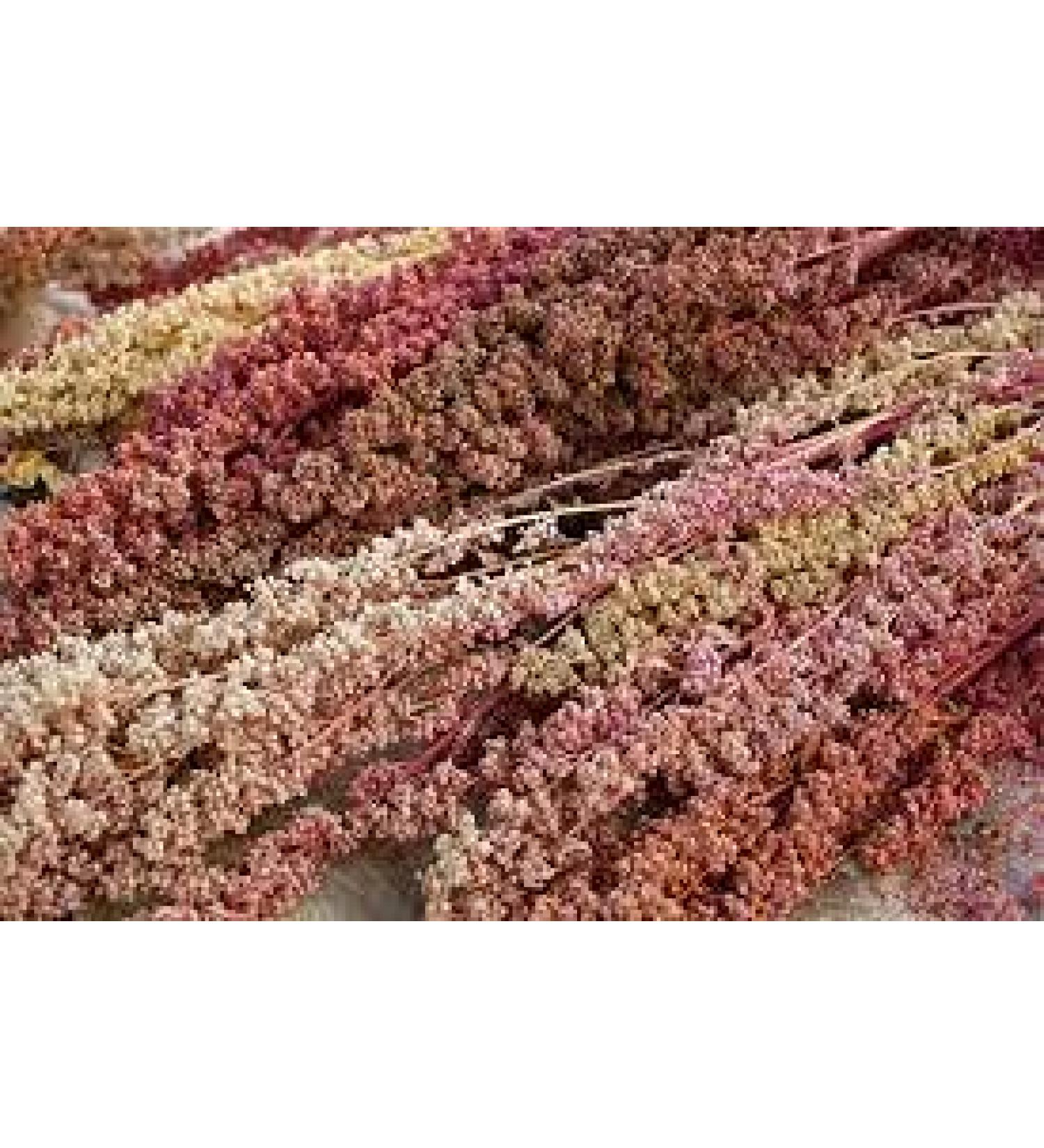 Semi di piante di quinoa