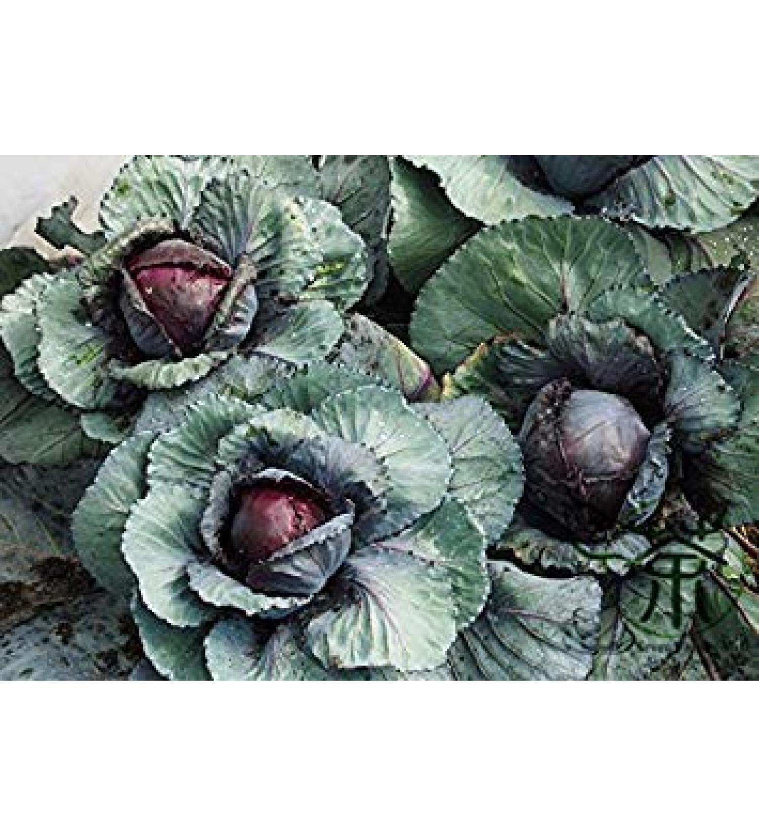 PSEED HEALTH CARE CAVOLO VIOLA SEMI 300PCs Molto Popolare Foglia Vegetable Seeds Nutrizione Ricca Colore Brillante Brassica Oleracea Semi