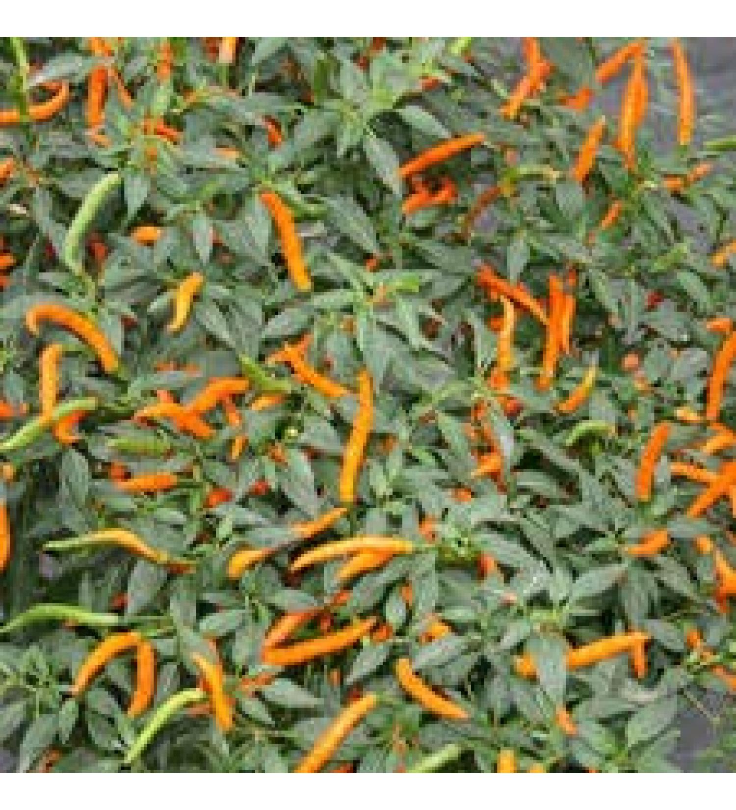 SEMI PEPERONCINO HOT Thai Dragon Orange + Guida ALLA COLTIVAZIONE