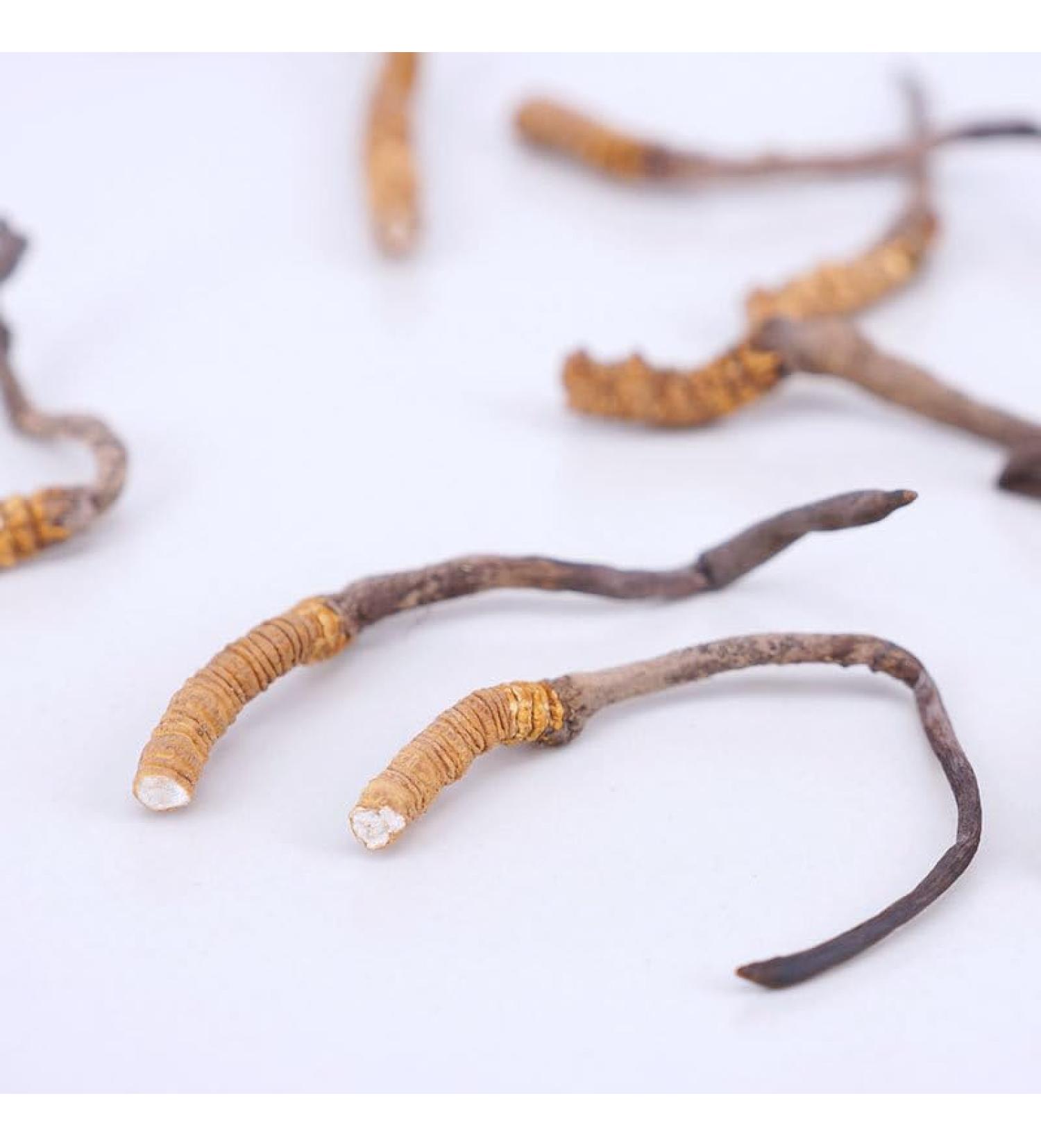 Akersunder Genuine Dried Cordyceps sinensis/winterworm summerherb Ophiocordyceps sinensis naqu cordyceps 1g. (Broken Grass with Tail) - Buy Online on GoSupps.com