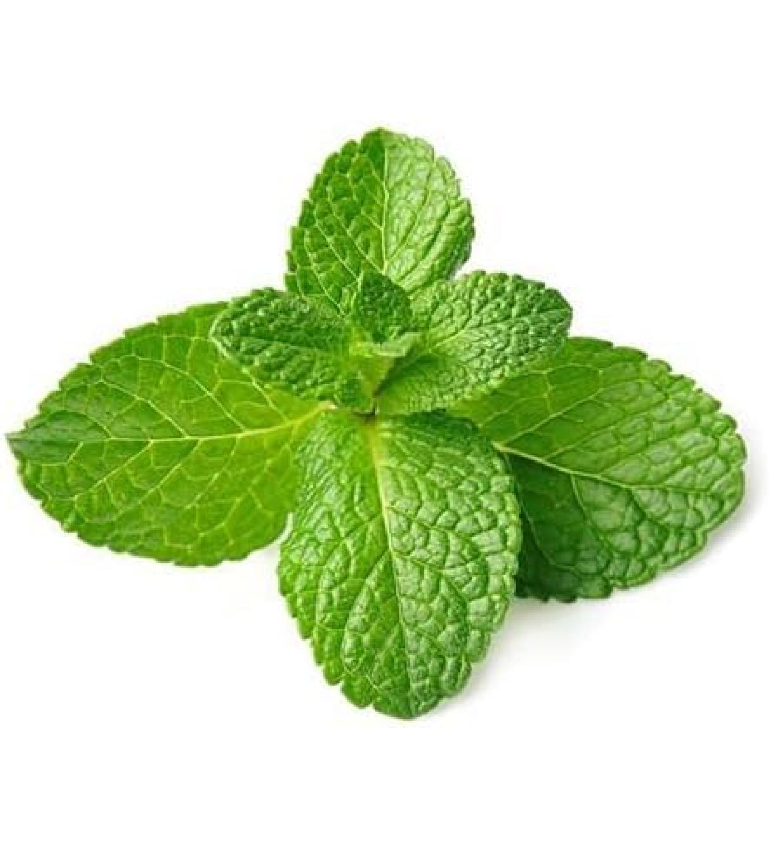 Fresh Mint Leaf Bunch | Double Bunch | Vegetarian | Mint Indian herb | Fresh Leaf | Fresh Mint Leaves | Indian Origin | Approx 250-300g| Next Day Shipping By Seelans - Buy Online on GoSupps.com