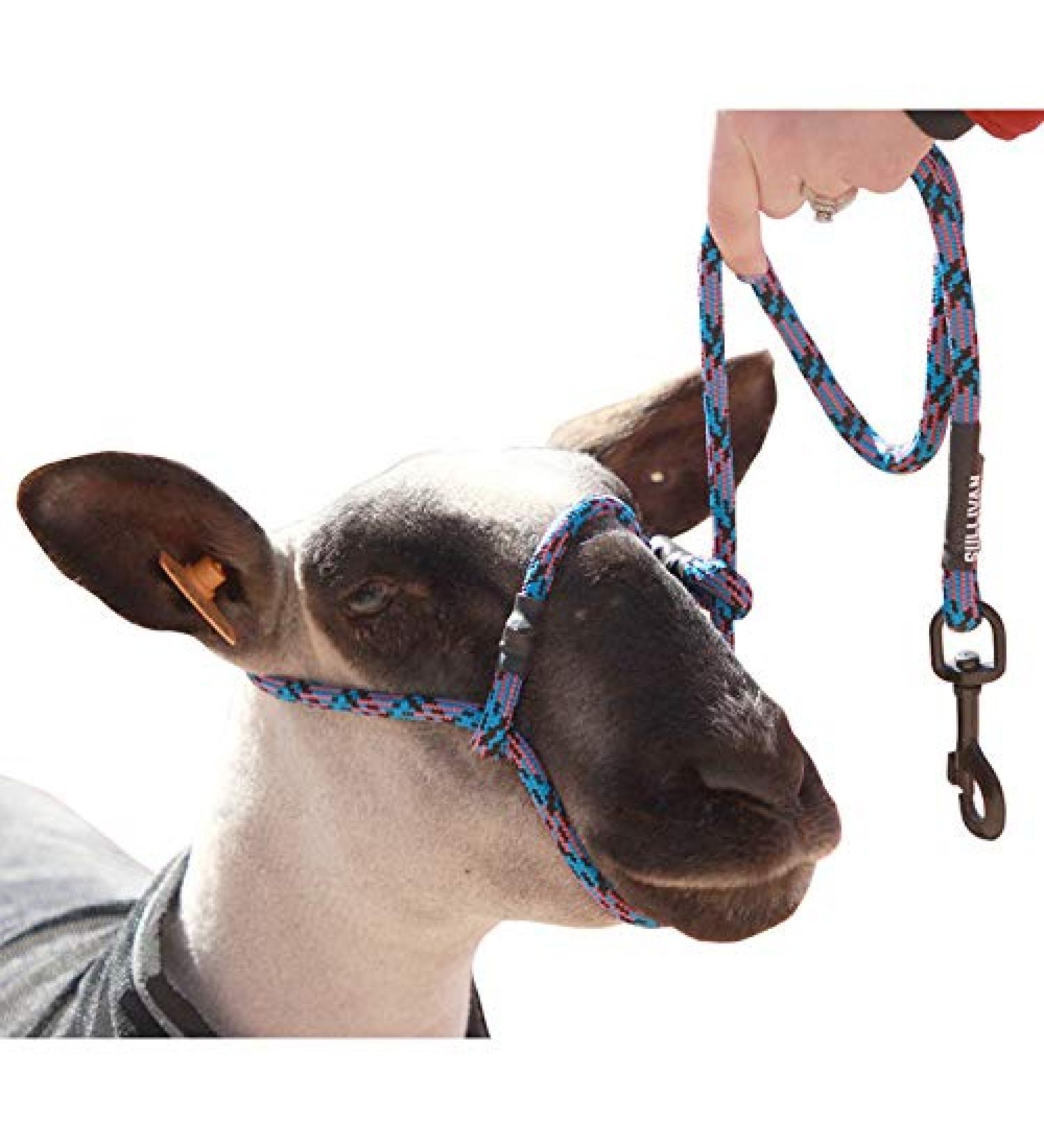 Sullivan Supply Sheep or Goat Halter with Snap Lead Black, Pink, Teal (Blue Fusion)