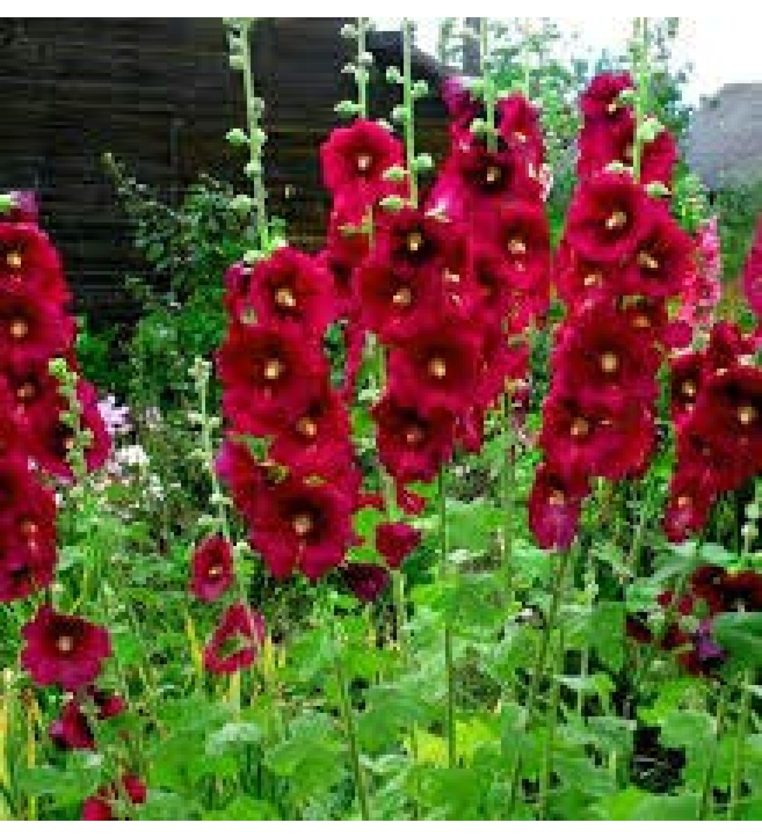 20 Gum Drop Semi di Coneflower
