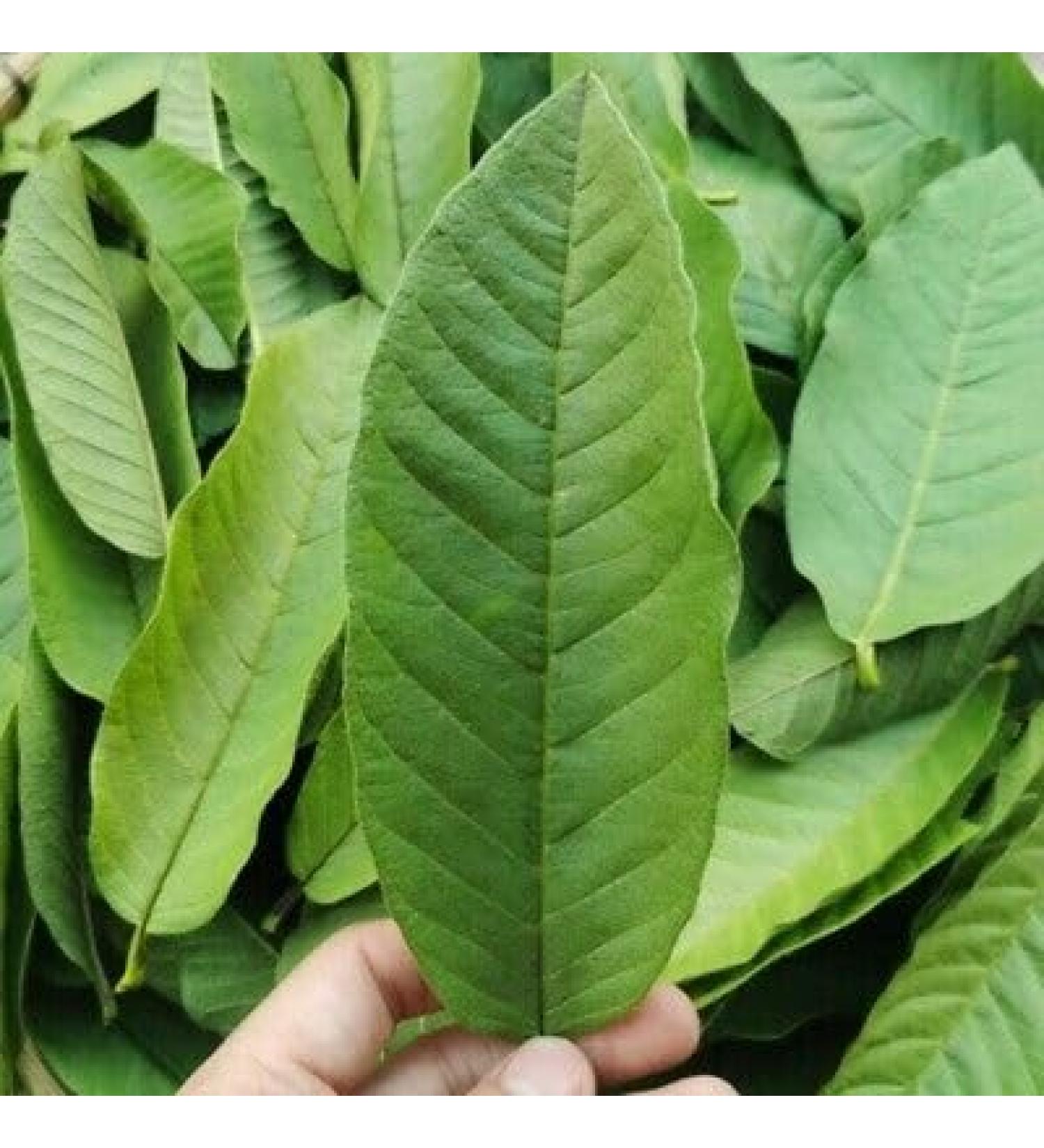 Fresh Organic Guva Leaves | Approx 20G Jumbo | Guva Leaf For Medical | Use Diabetes & Skin Care| Indian Origin|Next Day Shipping By Seelans - Buy Online on GoSupps.com