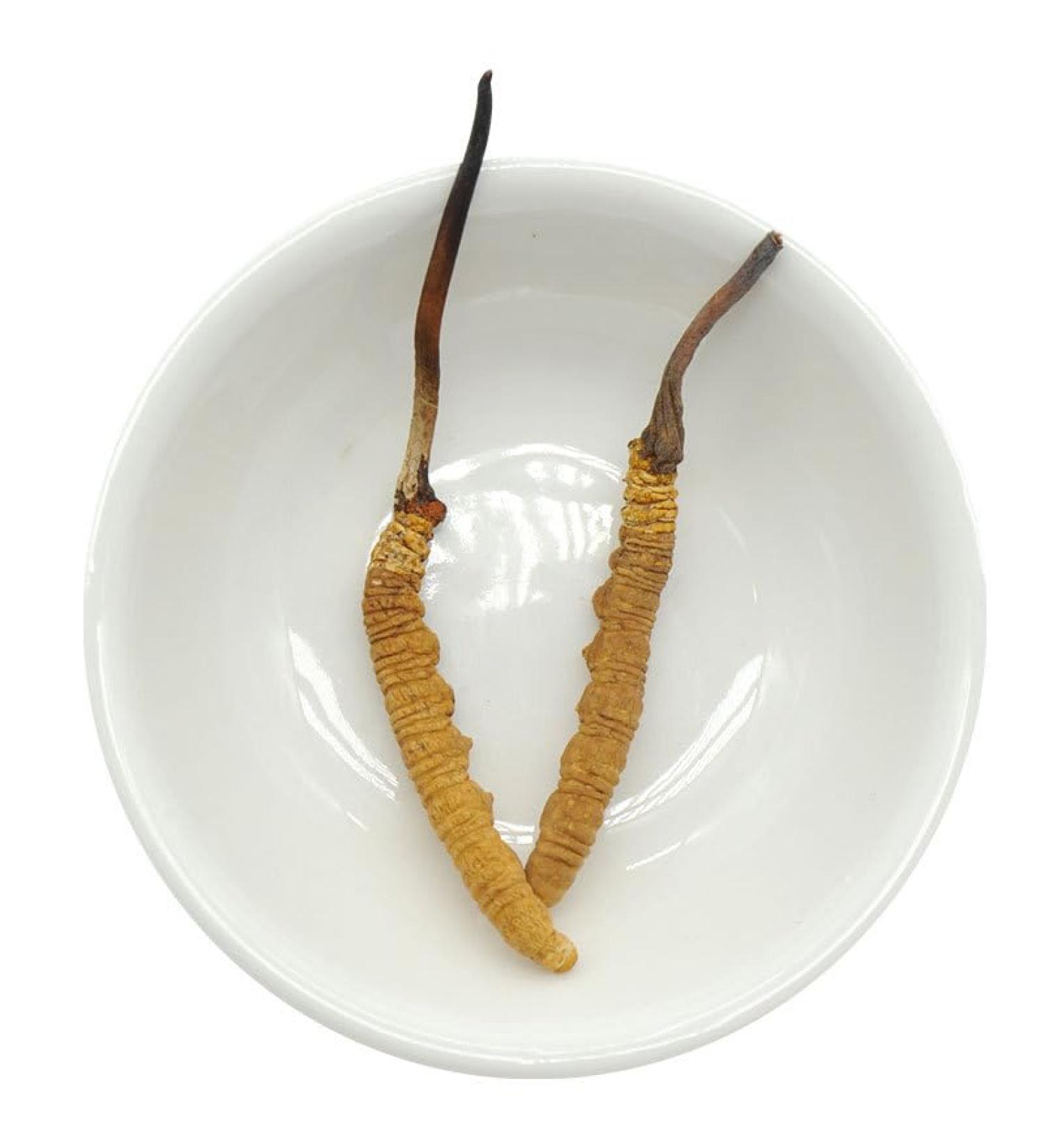 Akersunder Genuine Dried Cordyceps sinensis/winterworm summerherb Ophiocordyceps sinensis Tibet Featured (2 pcs) net Weight 1g. - Buy Online on GoSupps.com