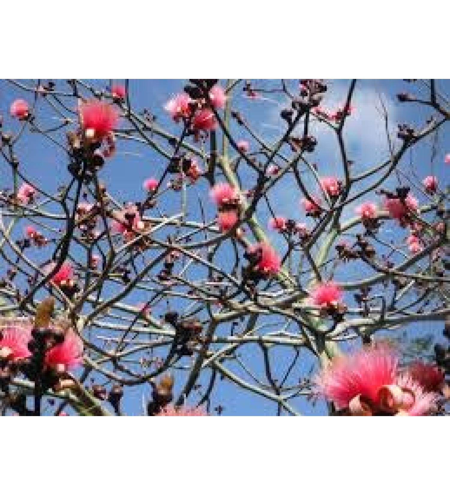 Buy Genipap 5 Razor Brush Tree Seeds - Premium Quality & Fast International Shipping | Grow Rare Tropical Trees! - Buy Online on GoSupps.com