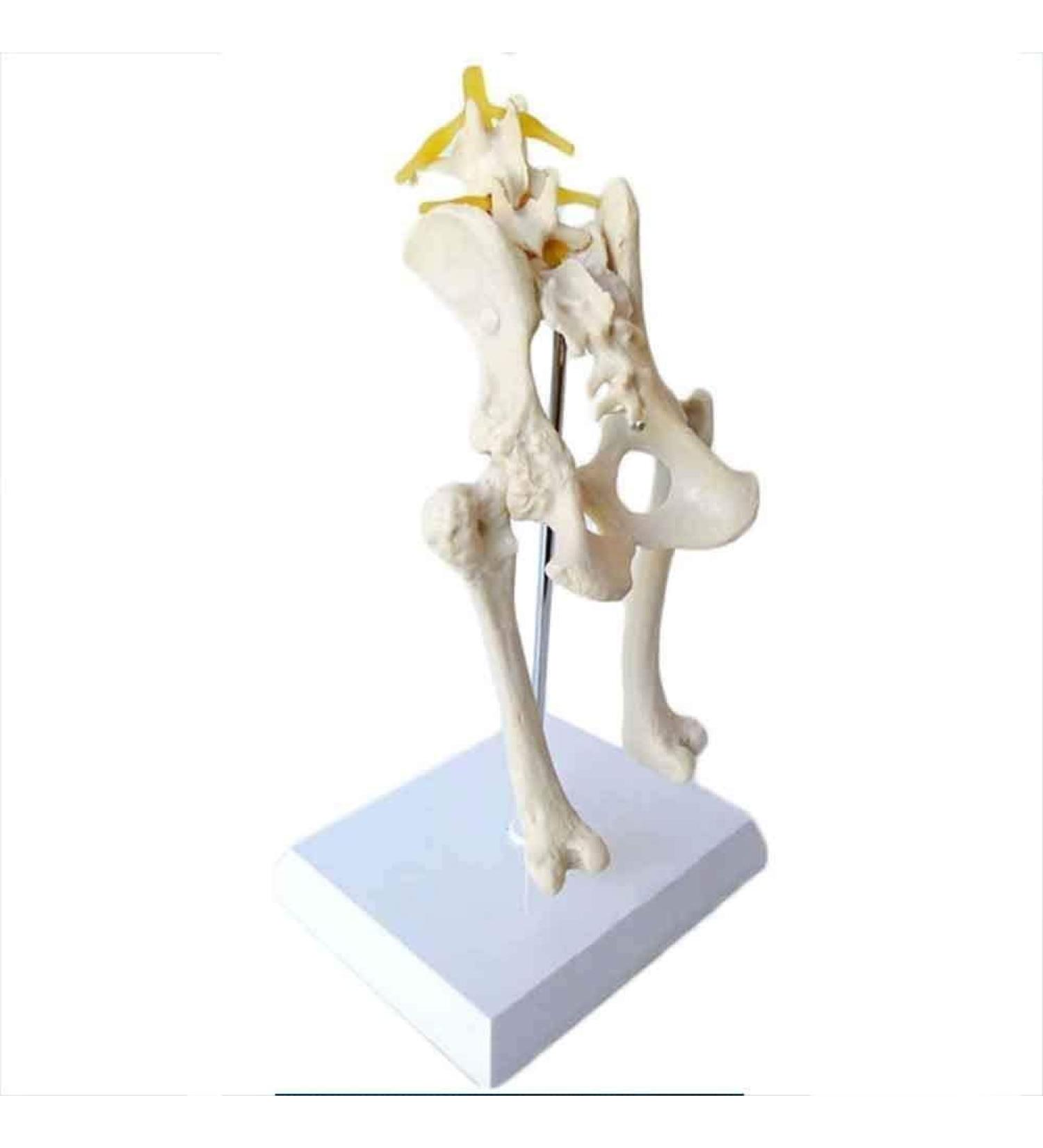 Dog Hip Joint Skeleton Medical Model Veterinary Education Demonstration Dog Ventilation Model Dog Skeleton Pet Veterinary Education Animal Model - Buy Online on GoSupps.com