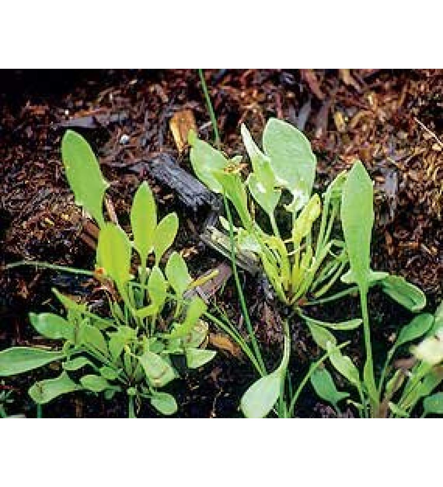 Sheep Sorrel Powder - Wildcrafted - Rumex acetosella (454g One Pound) Brand: Herbies Herbs