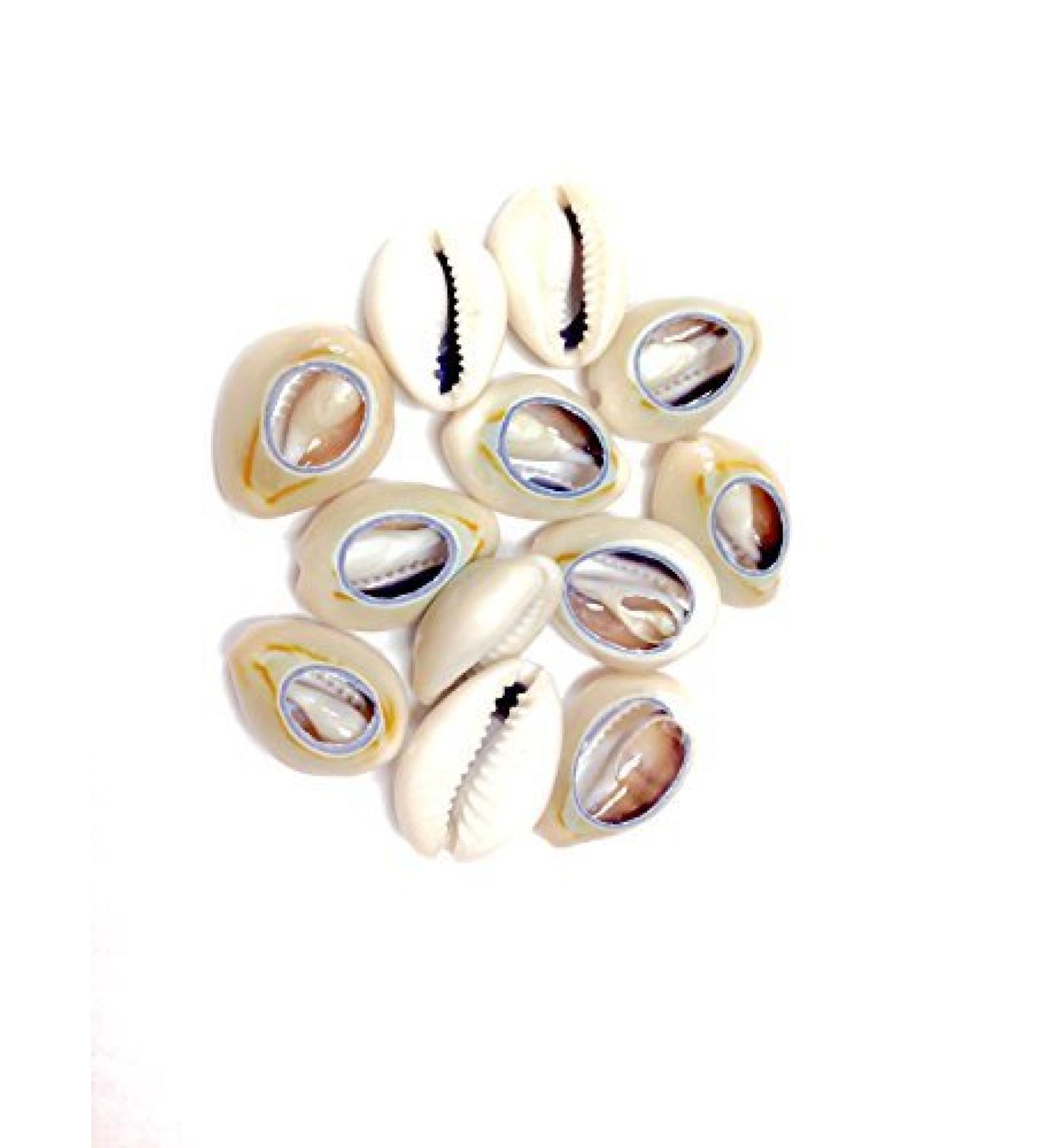 Sea Shell Cutted Hair Beads Cowrie Rasta Dreadlock Braid Decoration Beads Braiding 12pcs
