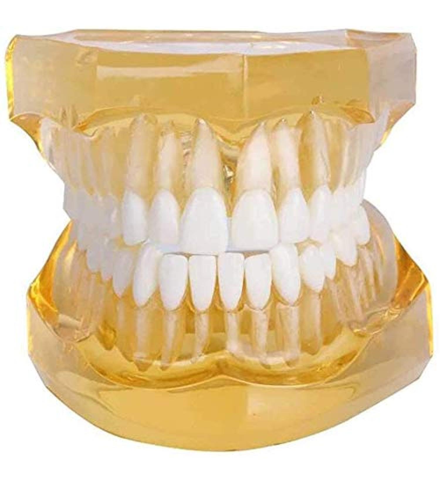 LBYLYH Adult Tooth Replica Model - Medical Dental Teaching Tool for Professionals - International Shipping Available - Buy Online on GoSupps.com