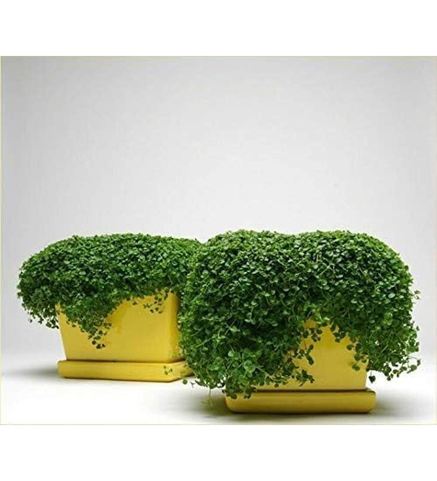 Mini Mint Corsican Mint - Buy Online on GoSupps.com