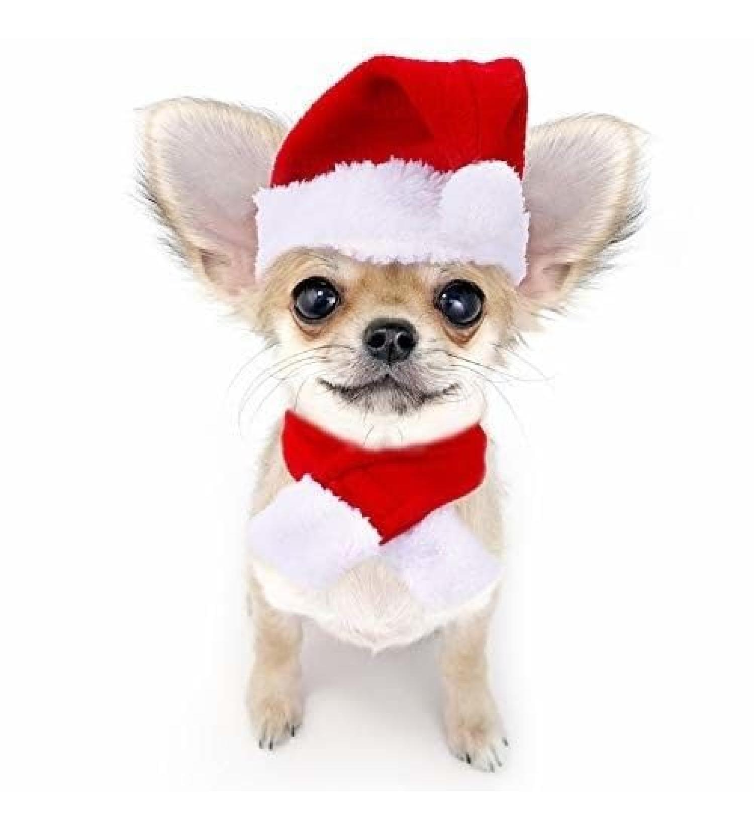 NANSAM Dog Christmas Hat and Scarf Set - Adjustable Red White Pet Accessories for Kittens and Puppies | Perfect Holiday Outfit - Buy Online on GoSupps.com