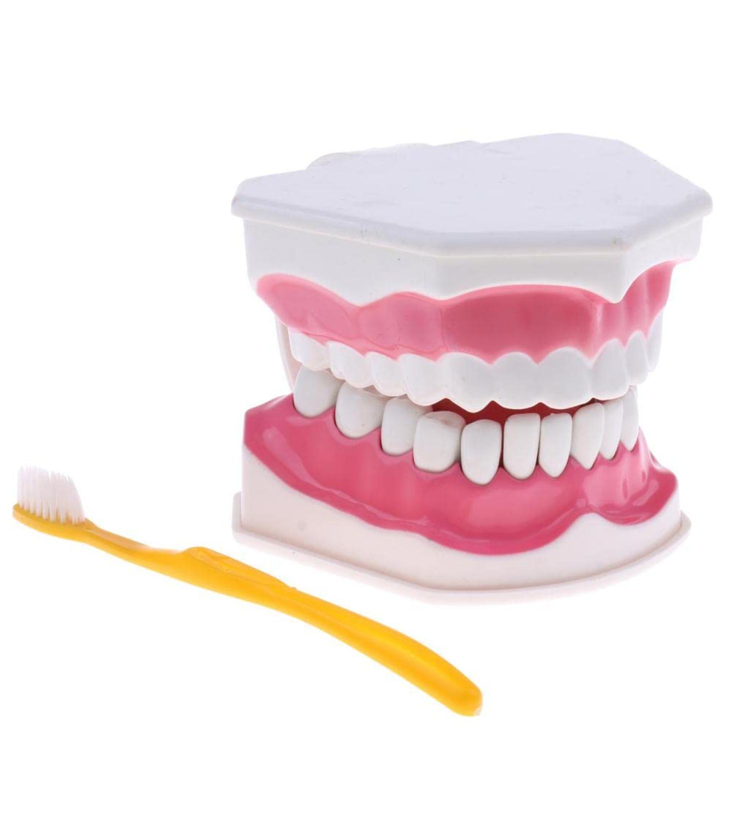 F Fityle 2X Magnification Model Teeth - Removable PVC for Dental Education | International Shipping Available - Buy Online on GoSupps.com