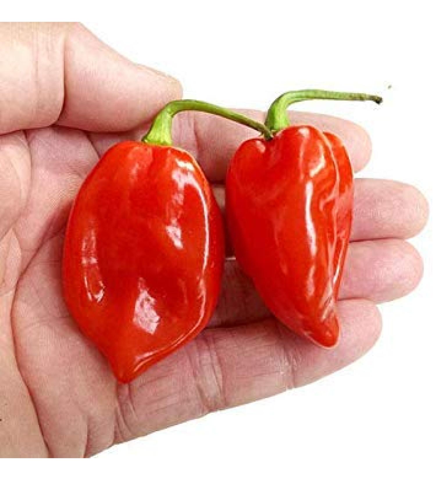 Hot Chilli Pepper Red Savina Habanero 10 Semi Vendita