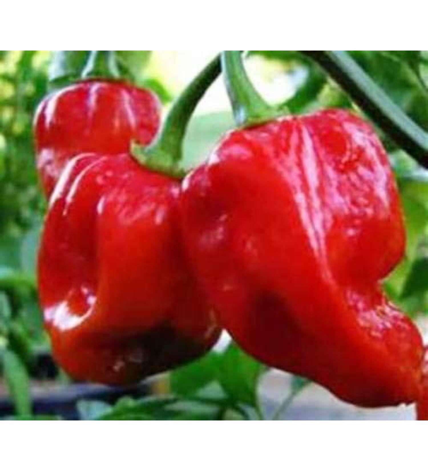 10 Semi di Caribbean Rosso Hot Pepper! - ESTREMAMENTE PICCANTE