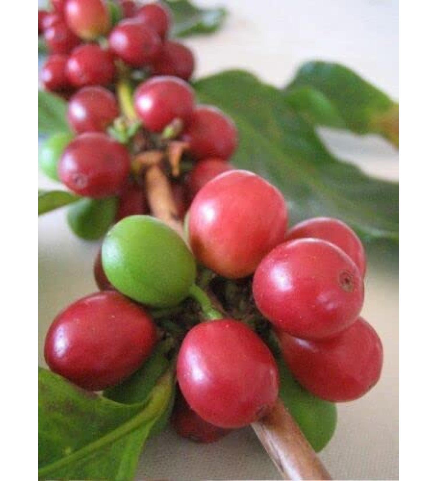 10-ARABICA COFFEE SEEDS "Vietnam Coffee Bean arabica"