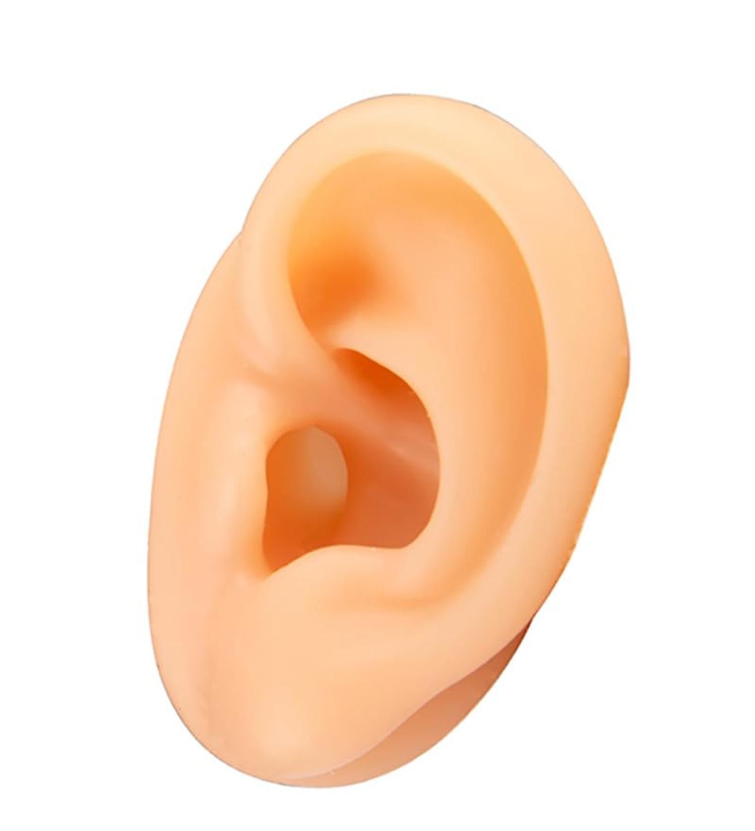 Realistic Silicone Left Ear Model for Ear Picking Piercing & Acupuncture - Human Ear Simulation for Training - Buy Online on GoSupps.com