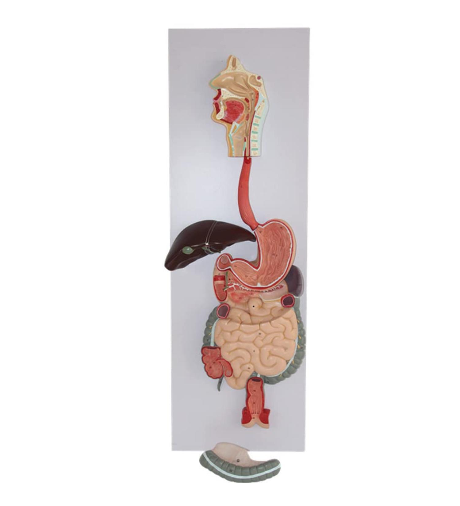 Human Digestive System Model - 3 Part Anatomical Display | Educational Tool for Anatomy Lessons - Buy Online on GoSupps.com