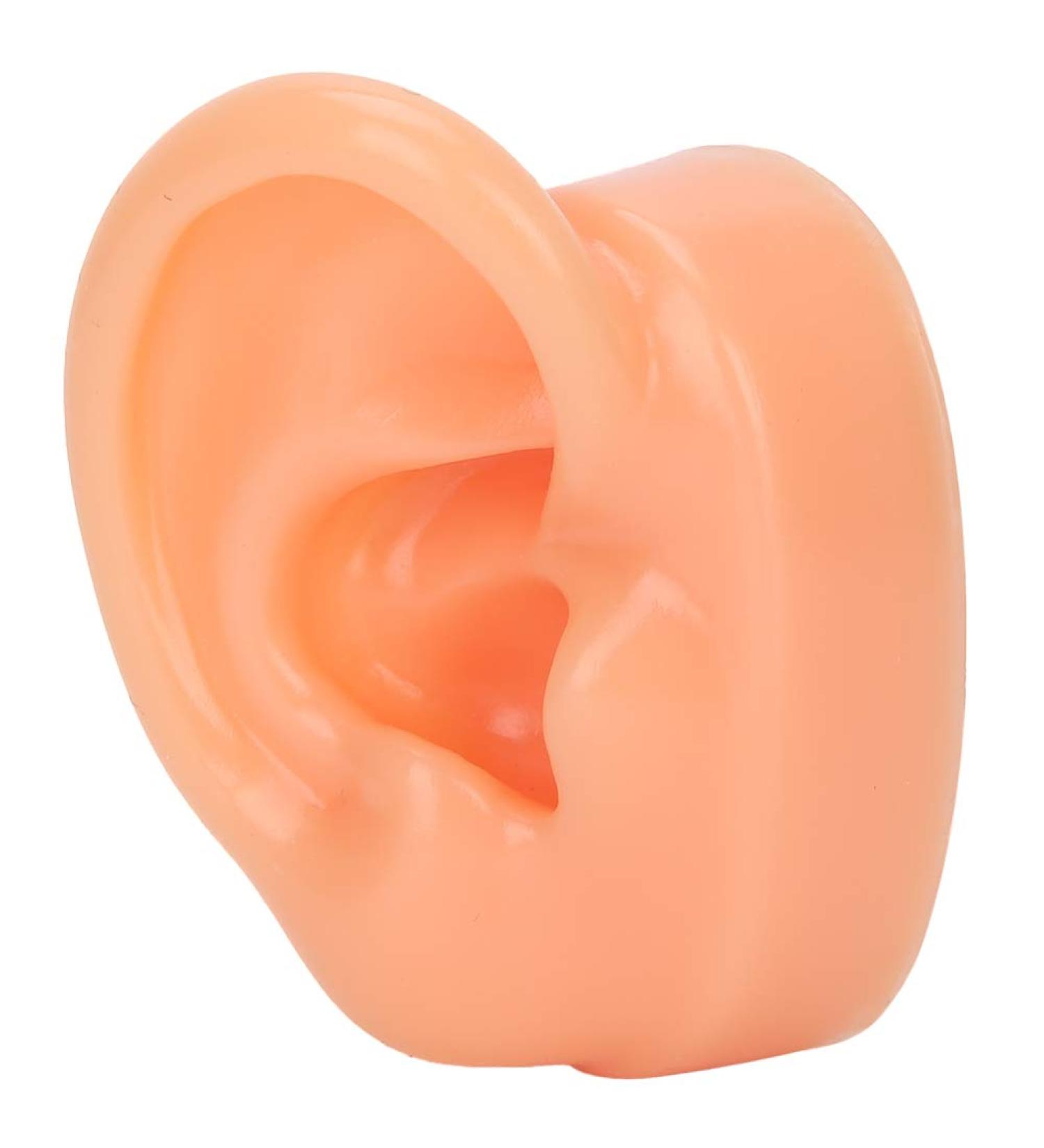 Jacksking Silicone Ear Model - Realistic Textured Medical Teaching Aid for Office Use - Buy Online on GoSupps.com