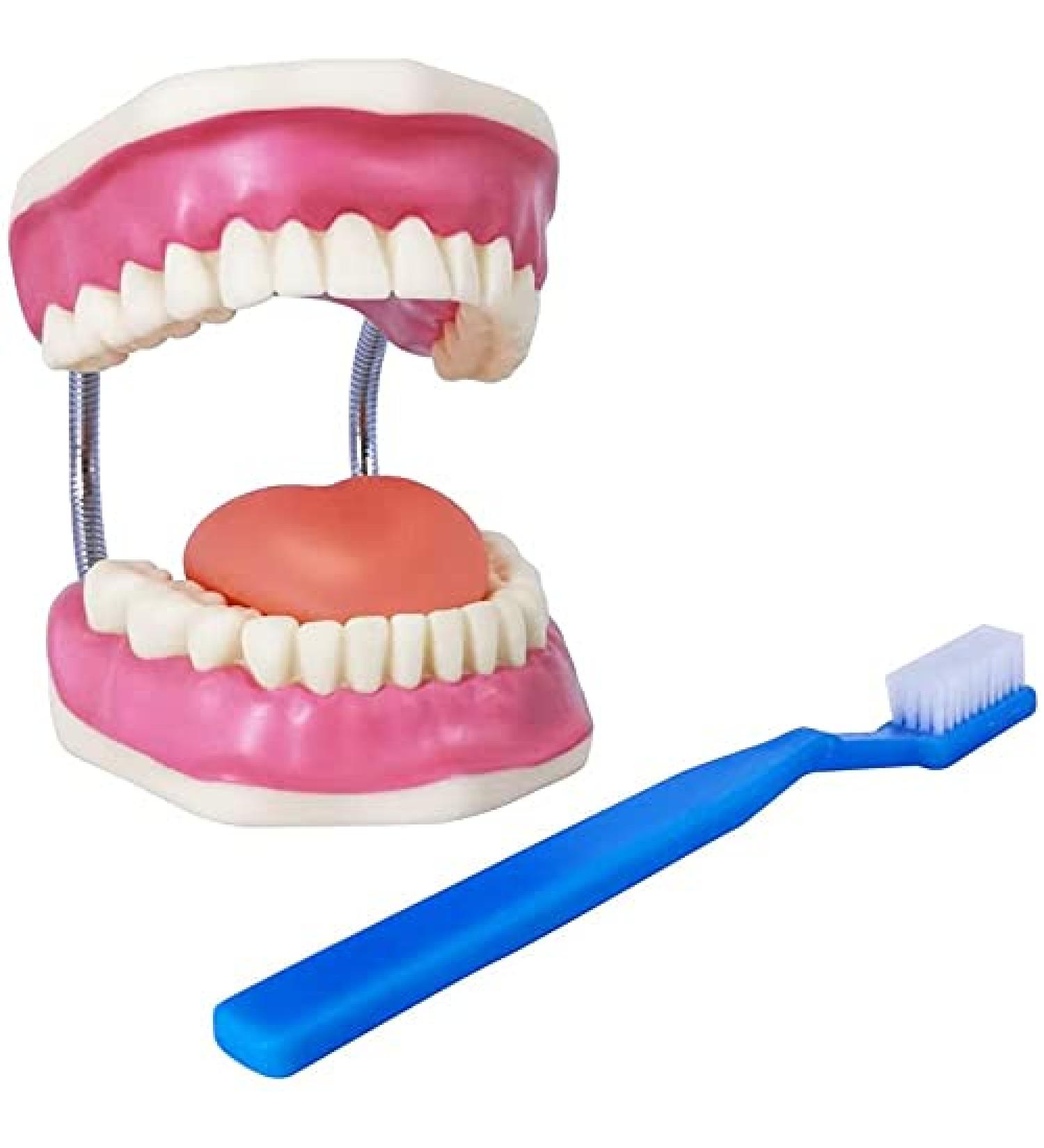 EVOTECH SCIENTIFIC Dental Care Model - Giant Toothbrush 32 Teeth | Ideal Children's Dental Education Tool - Buy Online on GoSupps.com