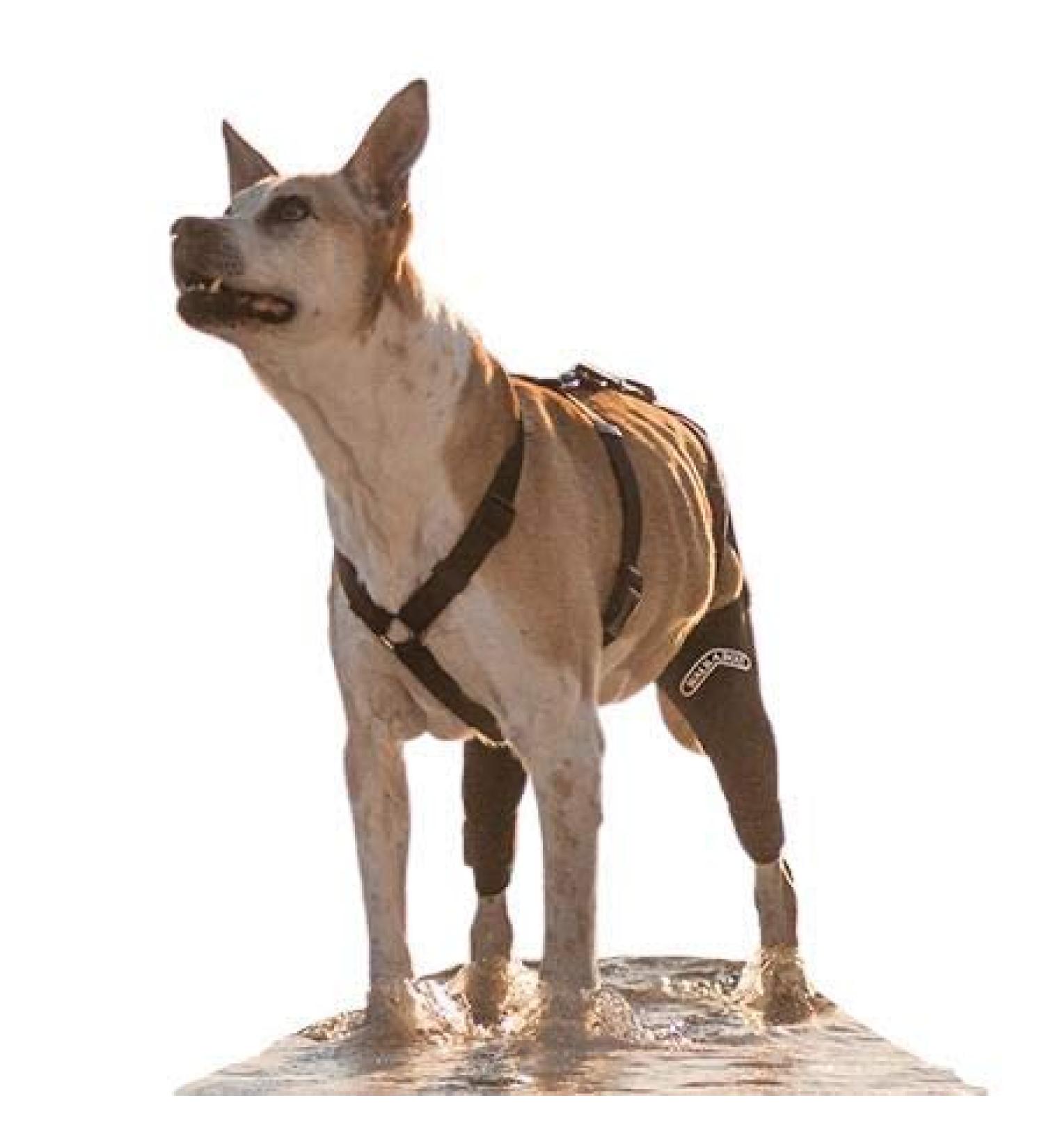 Walkabout Double Knee Brace + Chest Halter Combo Treat CCL and Other Canine Joint Injuries with this Vet-Recommended Compression Brace Built for Immediate Support and Rapid Relief Best Used for Pre/Post Operative Rehabilitation or as an Alternative To Cos - Buy Online on GoSupps.com