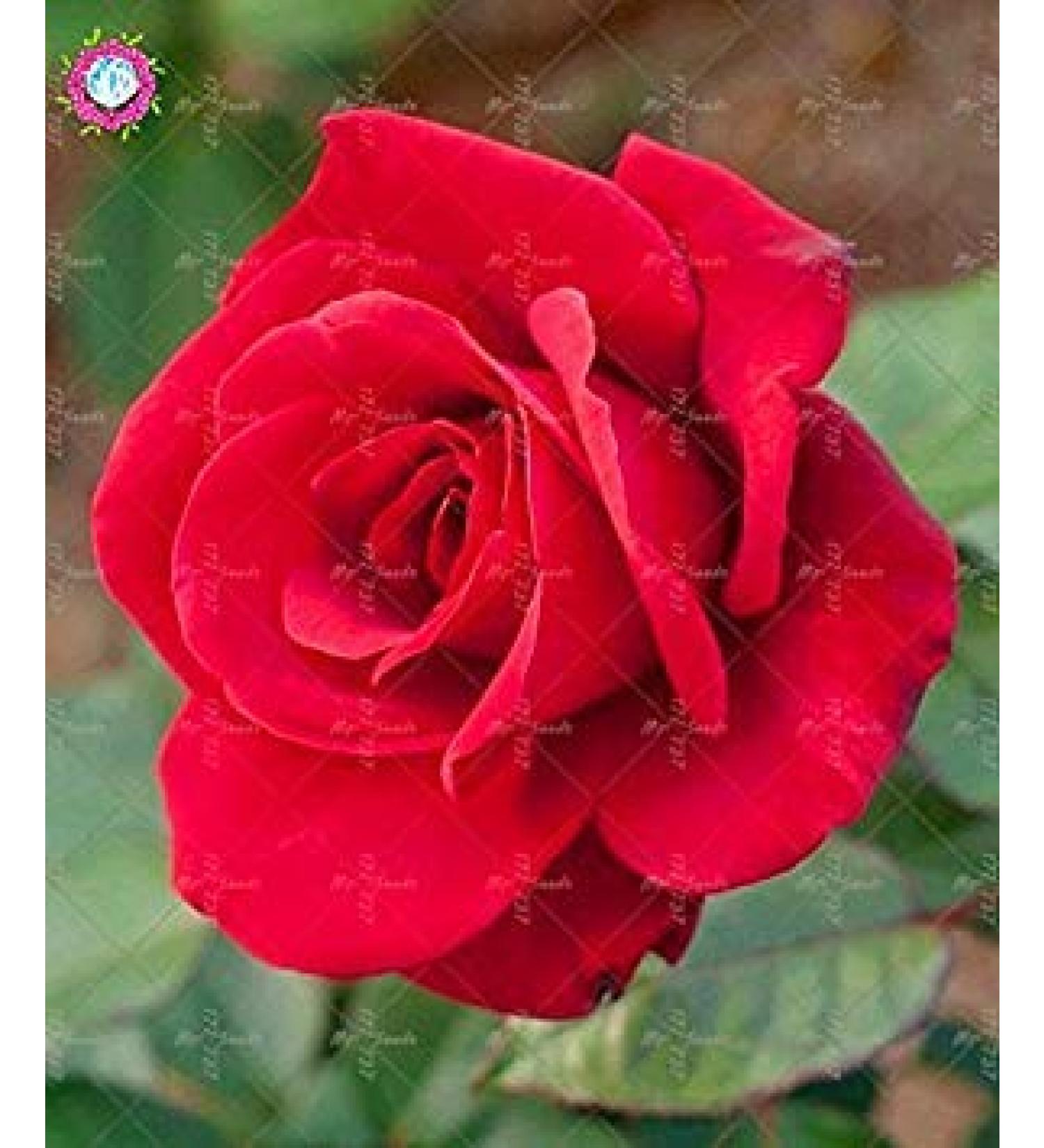 SEMI PLAT FIRM-100PCS cinese Rosa Semina White Rose cos affascinante Bonsai Fiore perenne Pianta in Vaso Per la casa Giardino Invia Regali - Buy Online on GoSupps.com