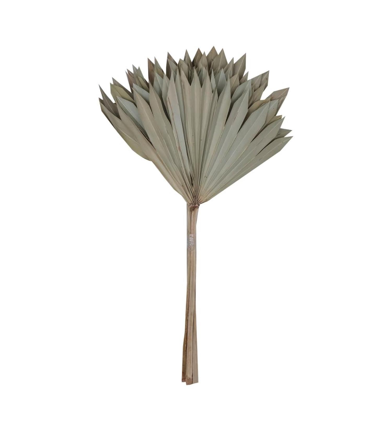 Vickerman Natural Botanicals 20" Natural Palm Sun Stem Real Preserved Foliage Stems Includes 12 Stems Per Pack - Buy Online on GoSupps.com