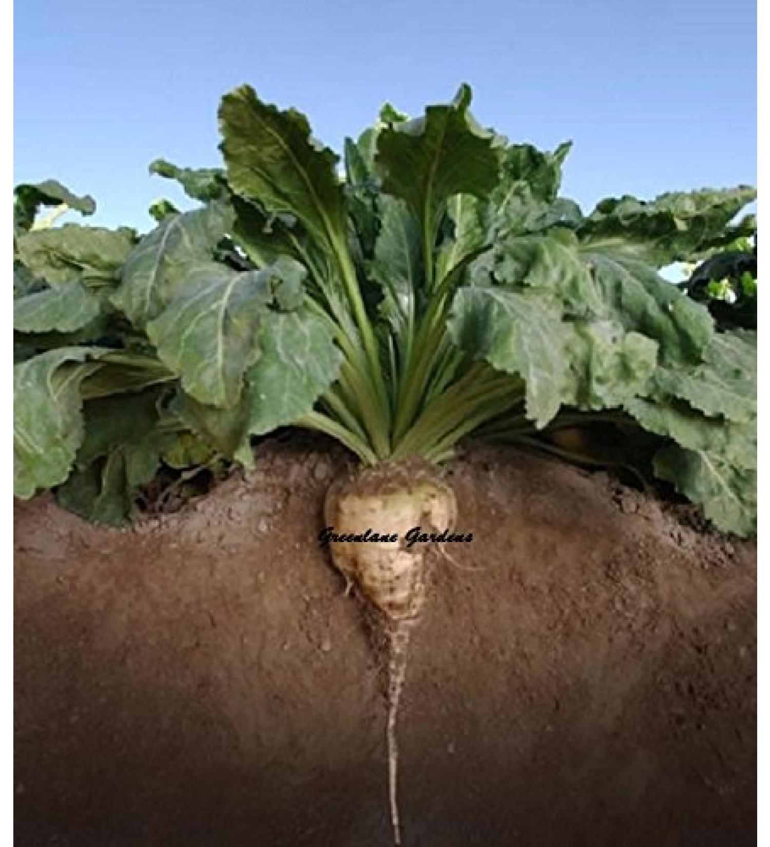Organic Non-Gmo Sugar Beet 50+ extra seedsThe beet-root when being boiled yields a juice similar to syrup of sugar This is a conical white beet.Sold and shipped within Canada