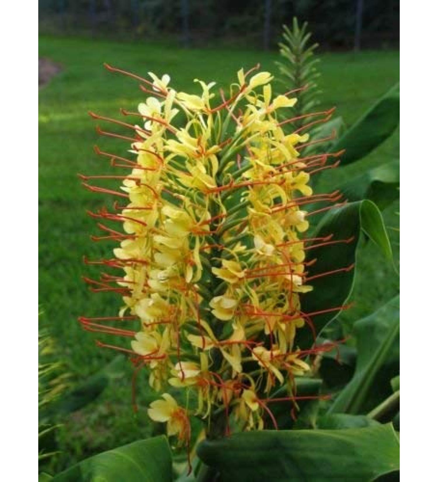 5 Semi di Hedychium gardnerianum Kahili Ginger Esotico