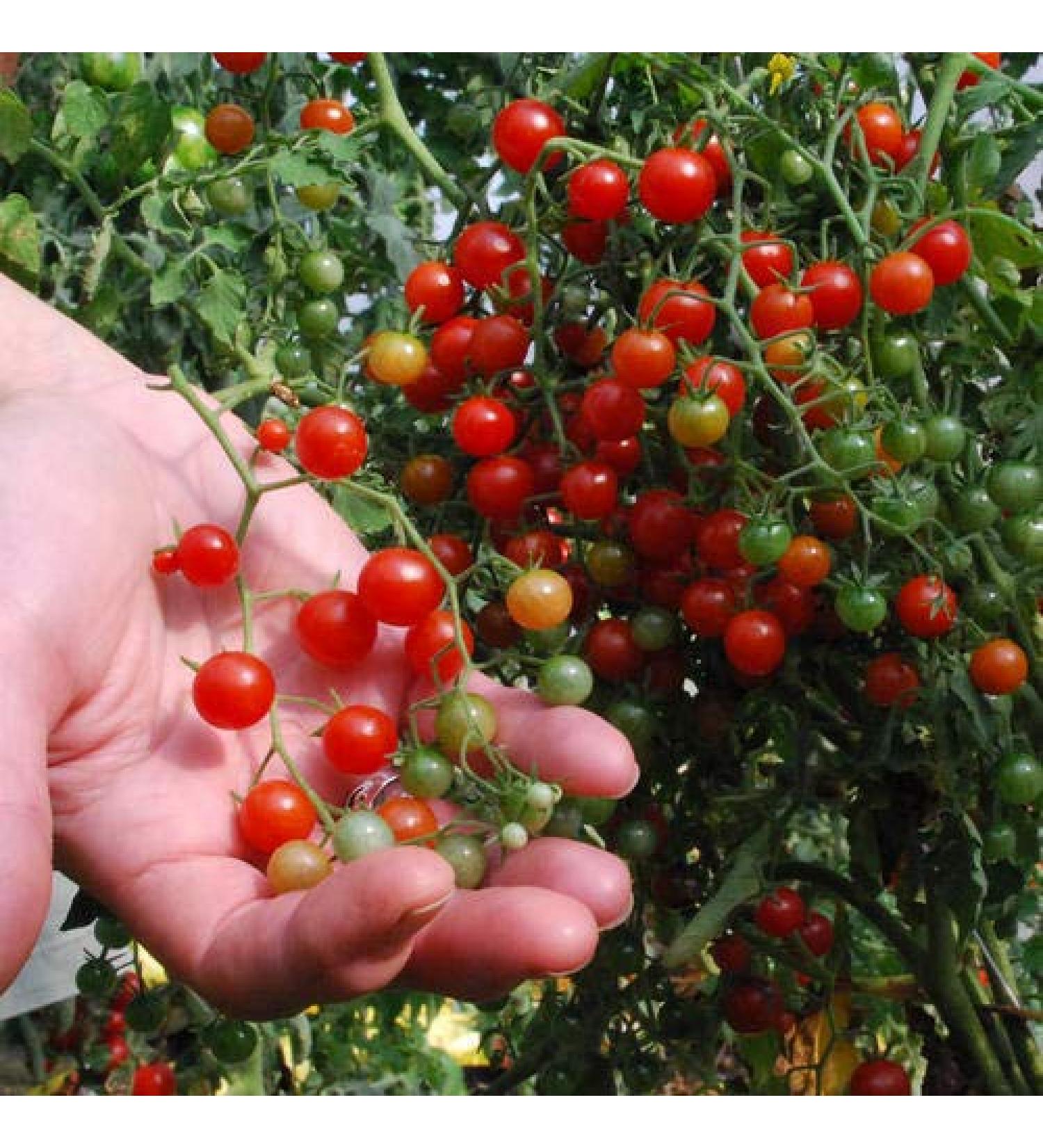 Portal Cool Verdure Pomodoro Organico Ribes Rosso 750 Finest Semi Bulk