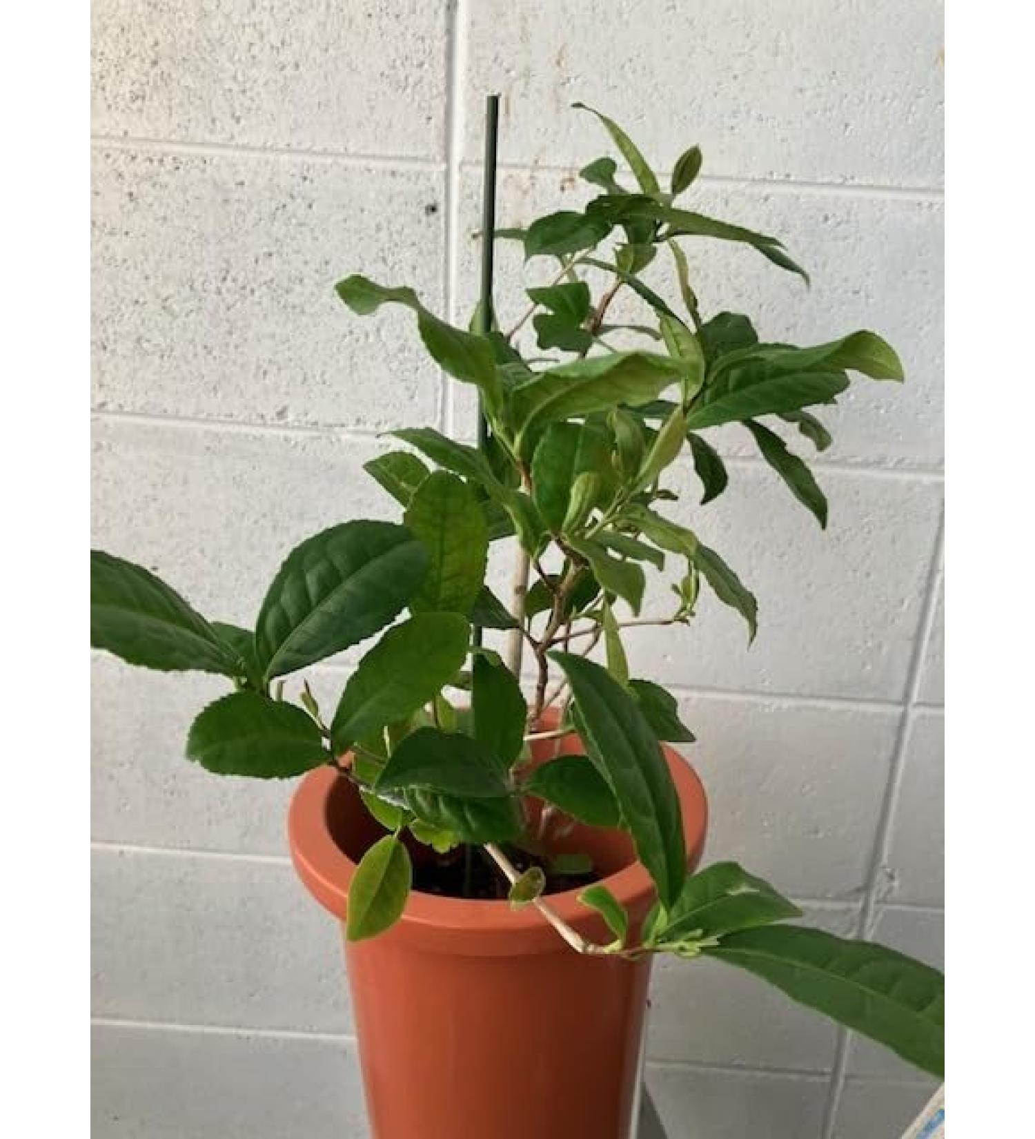 tea tree - Buy Online on GoSupps.com