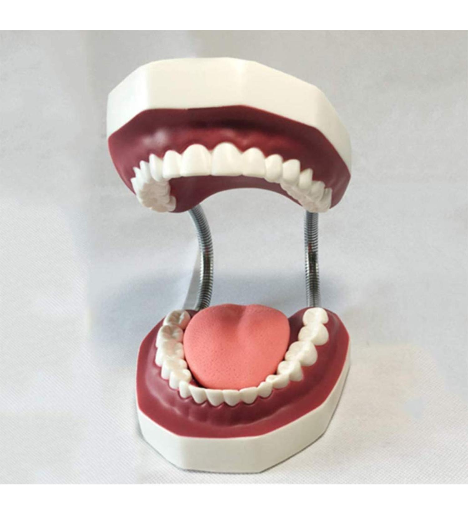 LBYYH Life-Size Dental Teeth Model for Kids - Standard Adult Demonstration Tooth for Early Oral Education & Brushing Practice - Buy Online on GoSupps.com