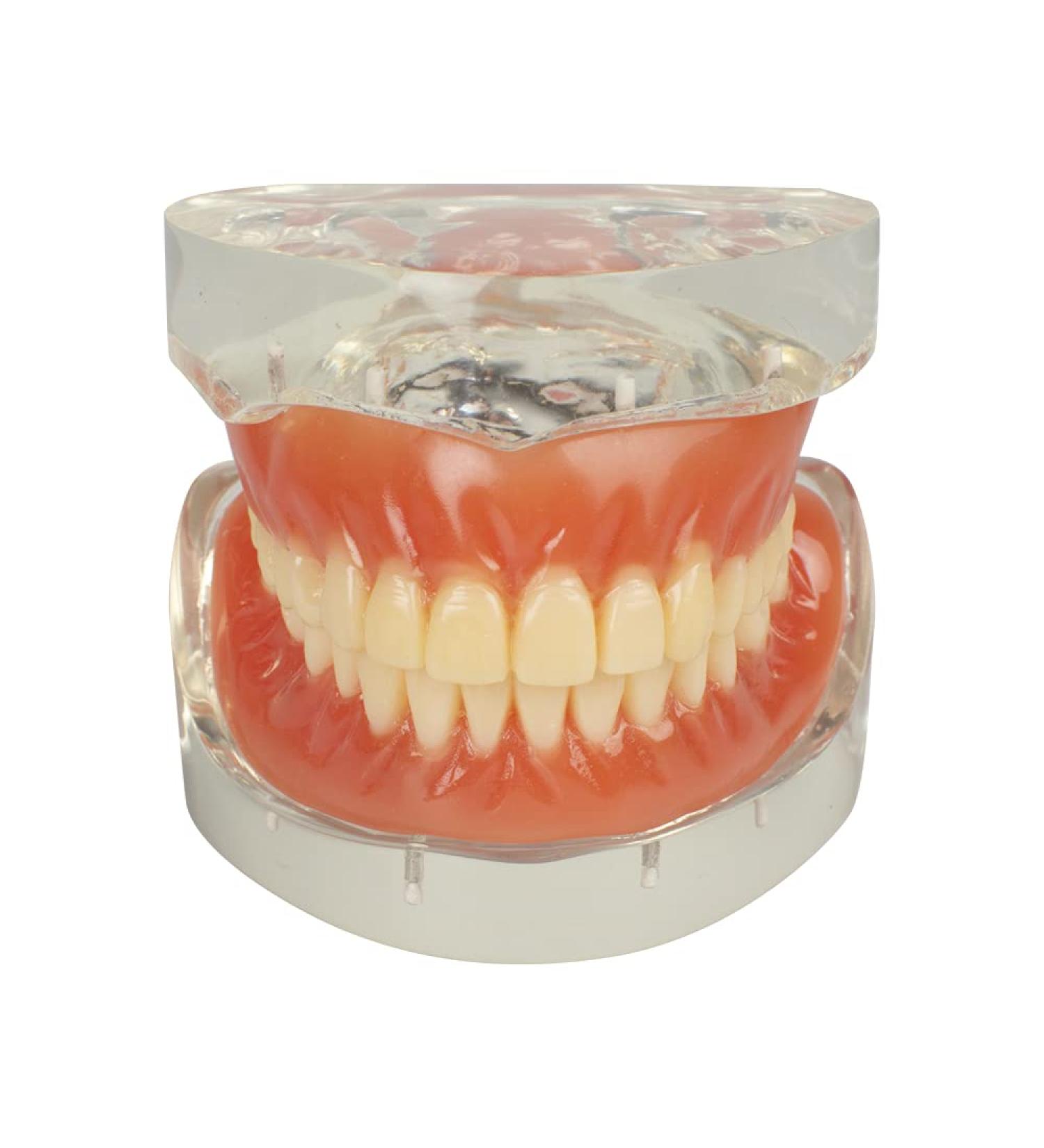 Buy Teach Study Adult Standard Typodont Teeth Model - Ideal for Dental Education & Demonstration | Fast International Shipping - Buy Online on GoSupps.com