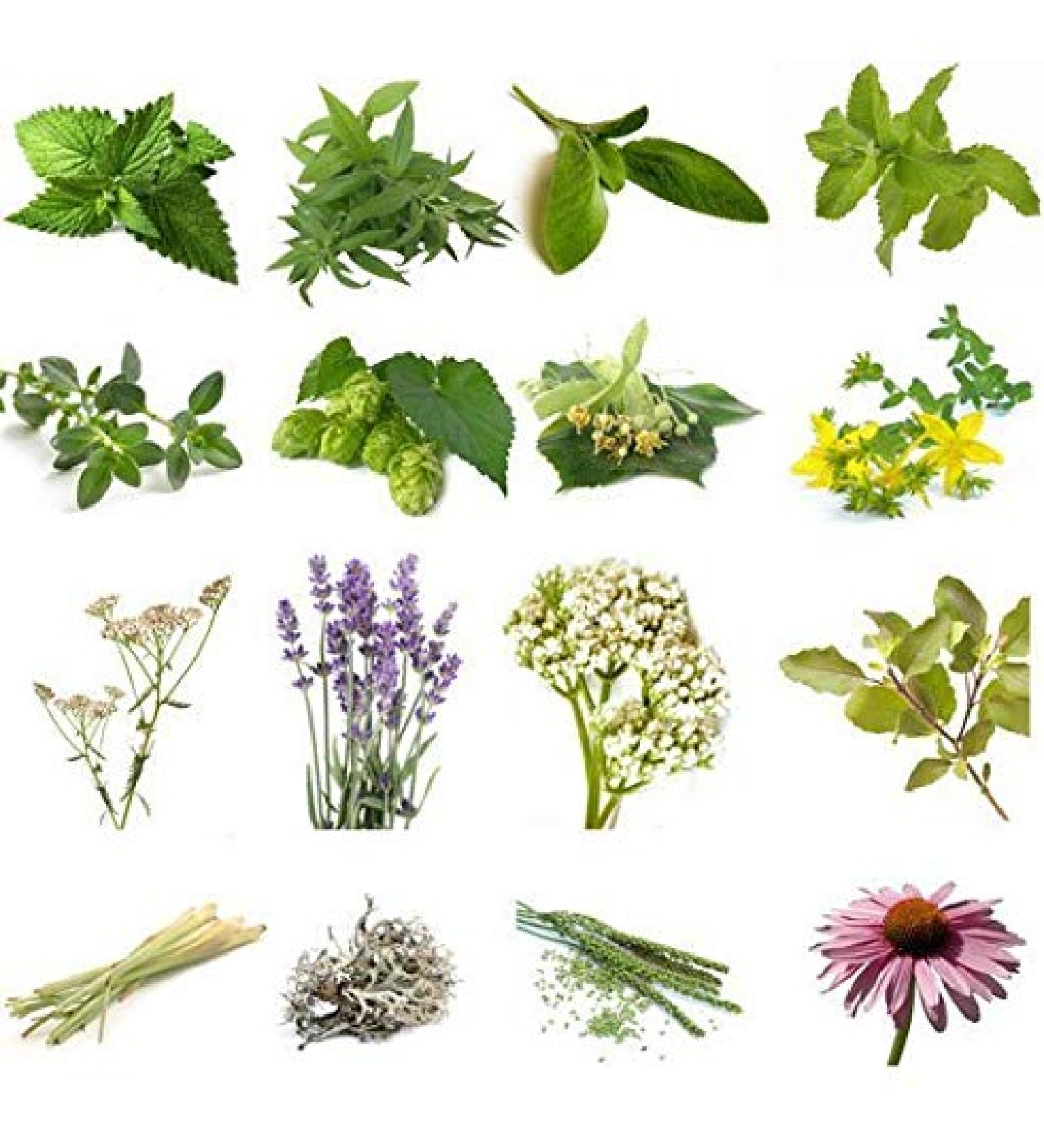 Large Herbal Package for Vaporizers & Aromatherapy - 235g of Scented Herbs & Incense - Buy Online on GoSupps.com