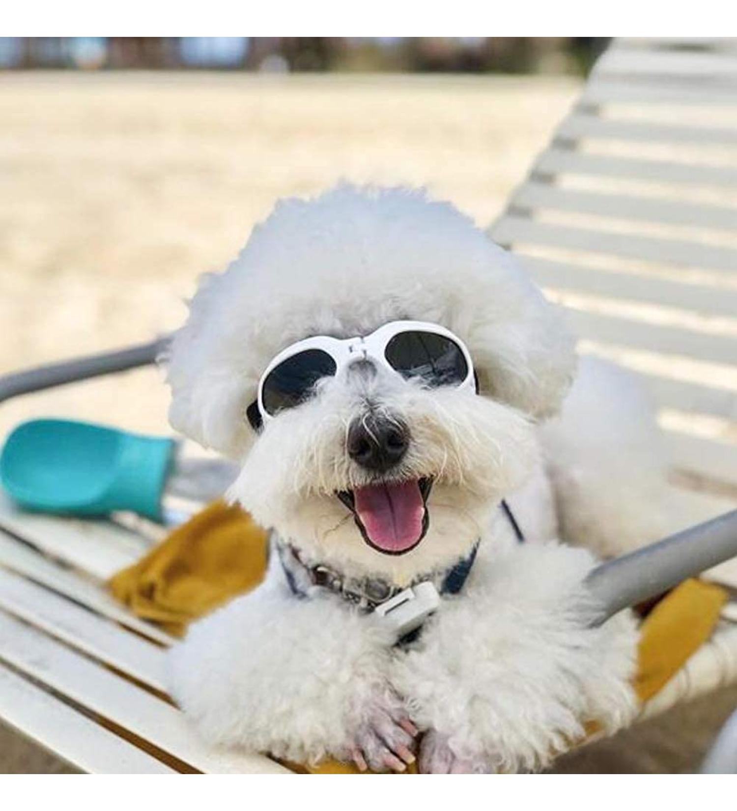 PETLESO Dog Goggles Stylish Pet Sunglasses Anti-Fog Waterproof Windproof Dog Sunglasses Eye Protection Anti-UV Goggles for Small/Medium Dogs - White - Buy Online on GoSupps.com