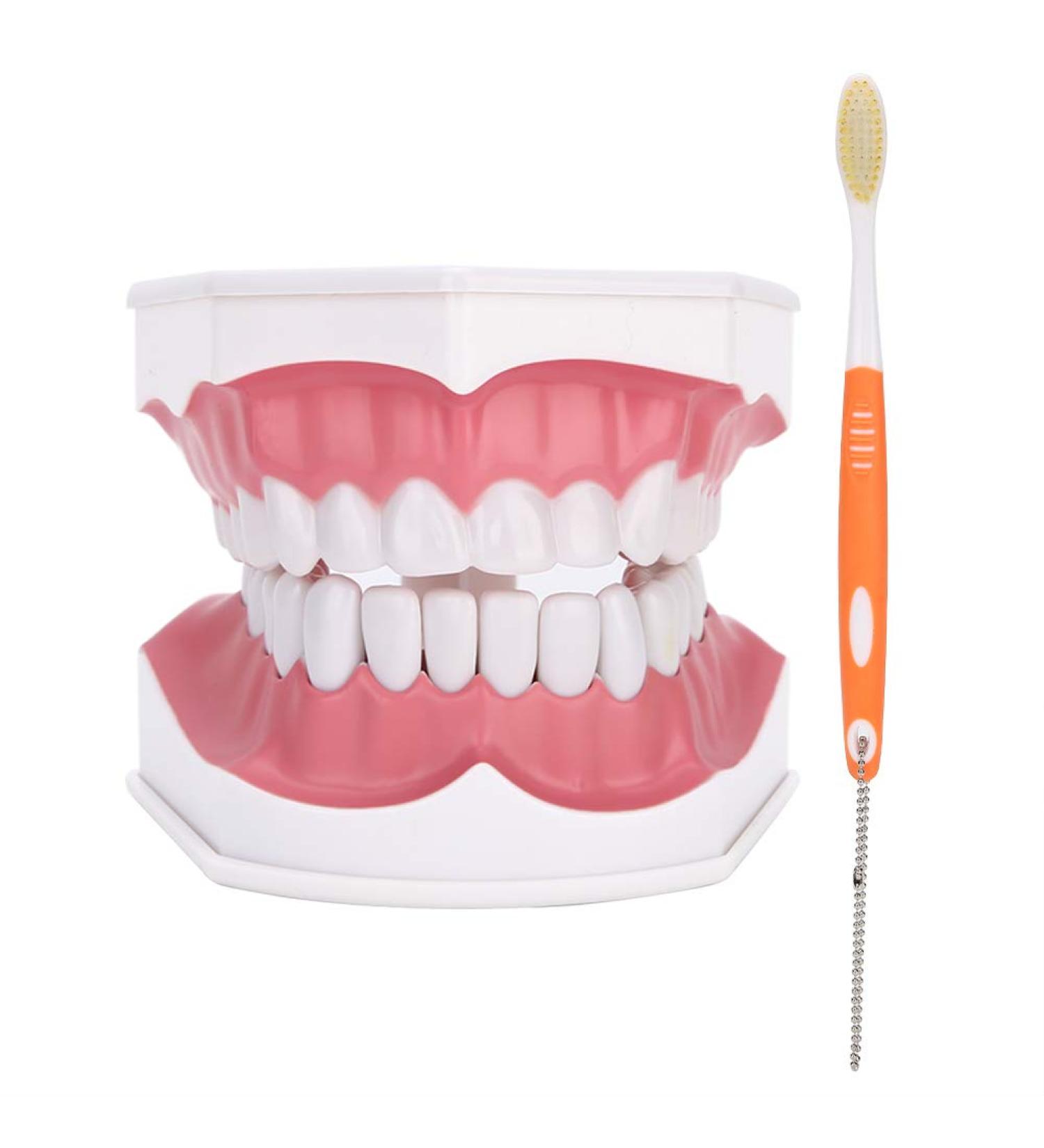 Tooth Model with Toothbrush - Standard Dental Cavity Demonstration for Oral Hygiene Education | Perfect for Hospitals & Kindergartens - International Shipping - Buy Online on GoSupps.com