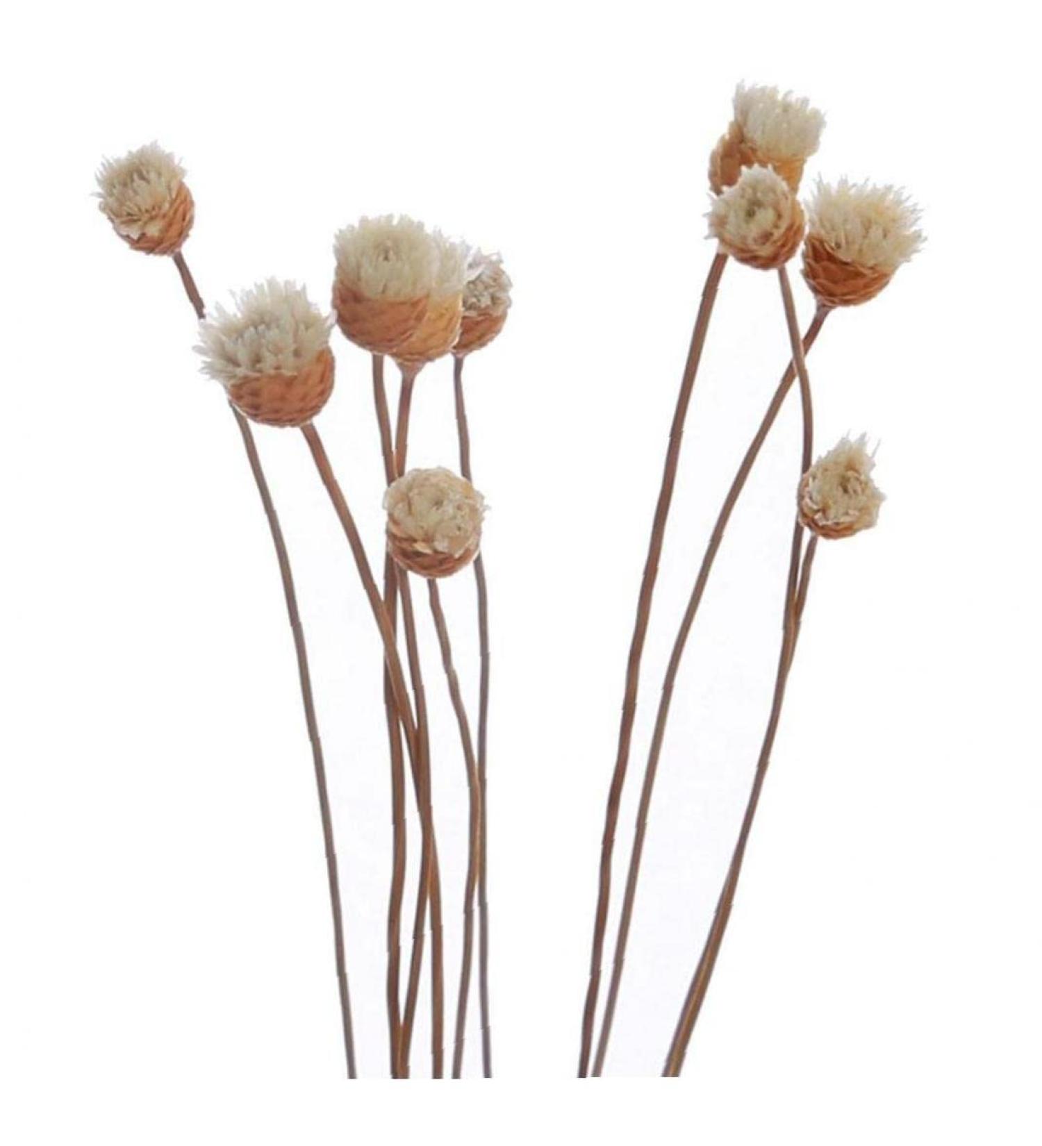 20 Rattan Diffuser Sticks for Essential Oils | Rose Replacement Refills for Home Bedroom Bathroom - Buy Online on GoSupps.com